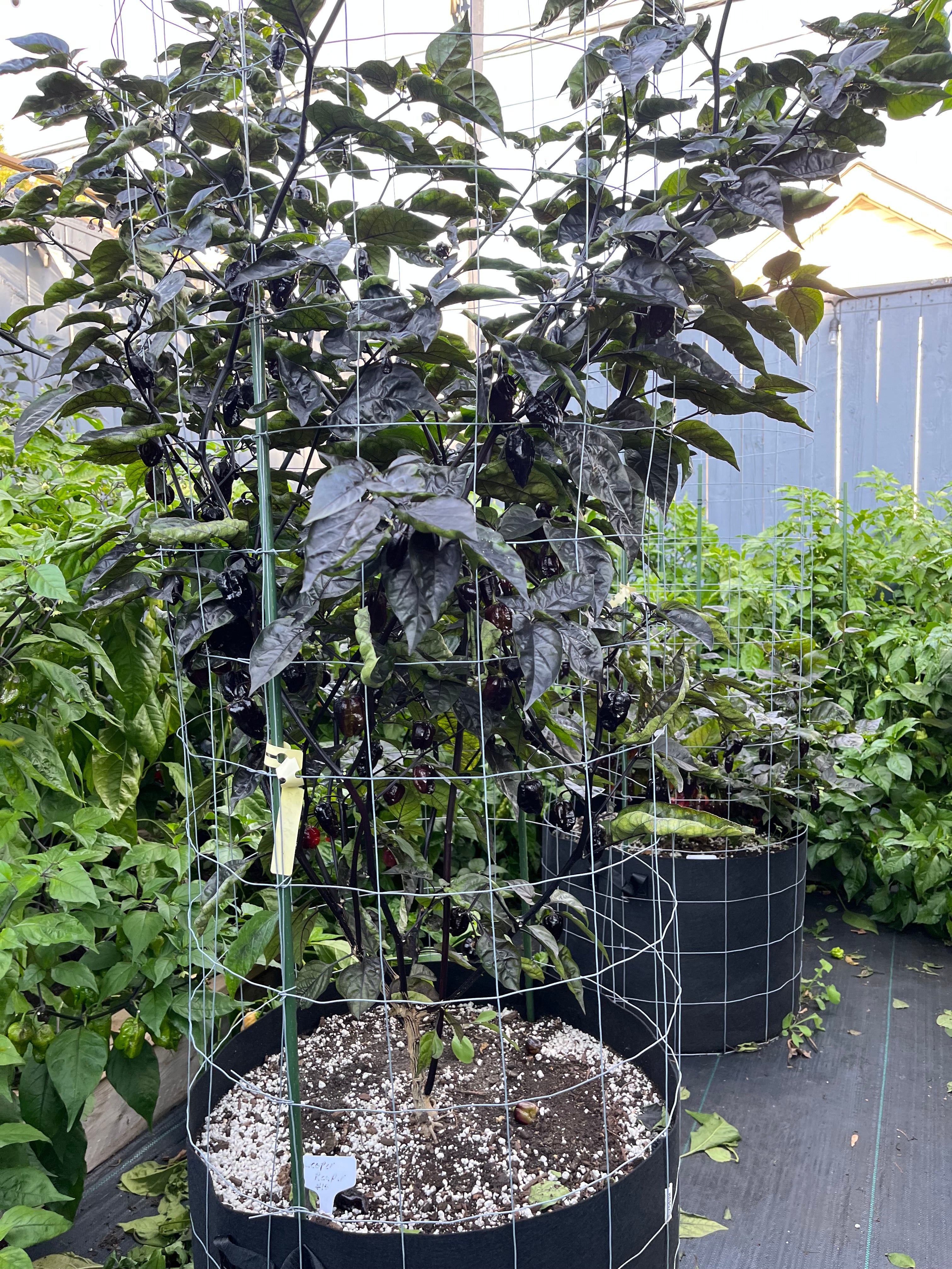 Leopard reaper seeds