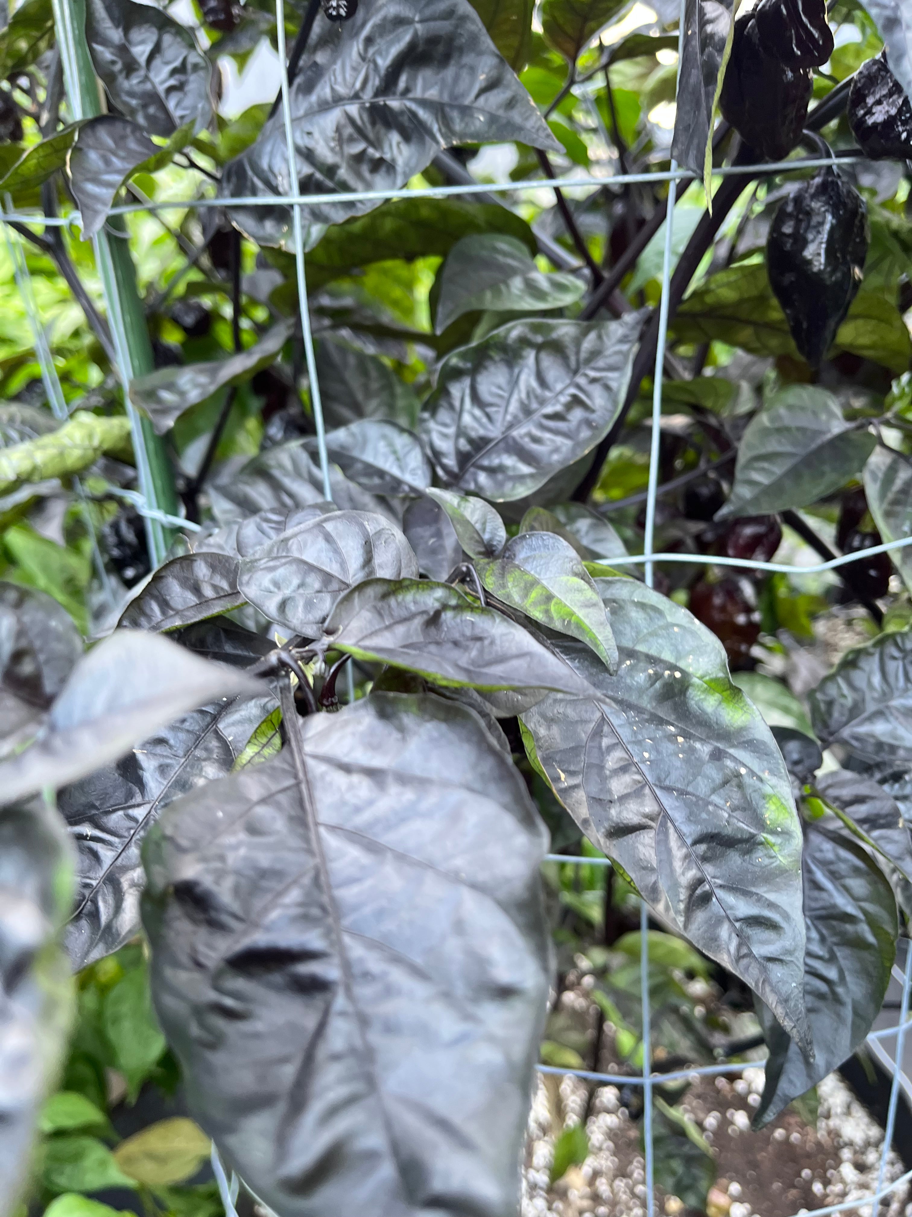 Leopard reaper seeds