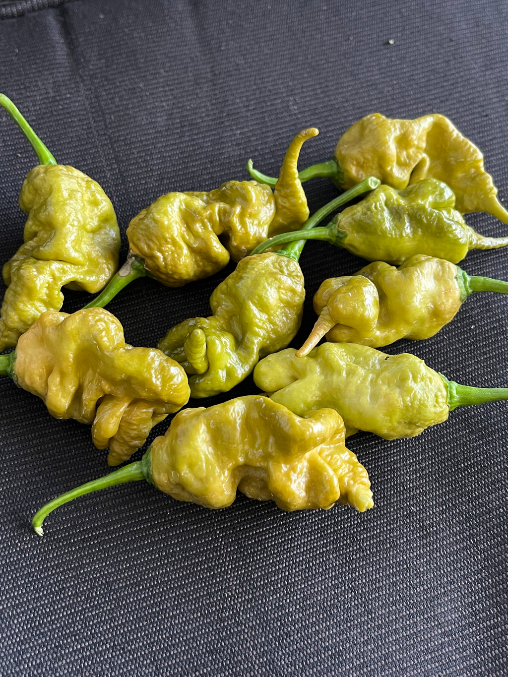 Mustard Primotali seeds