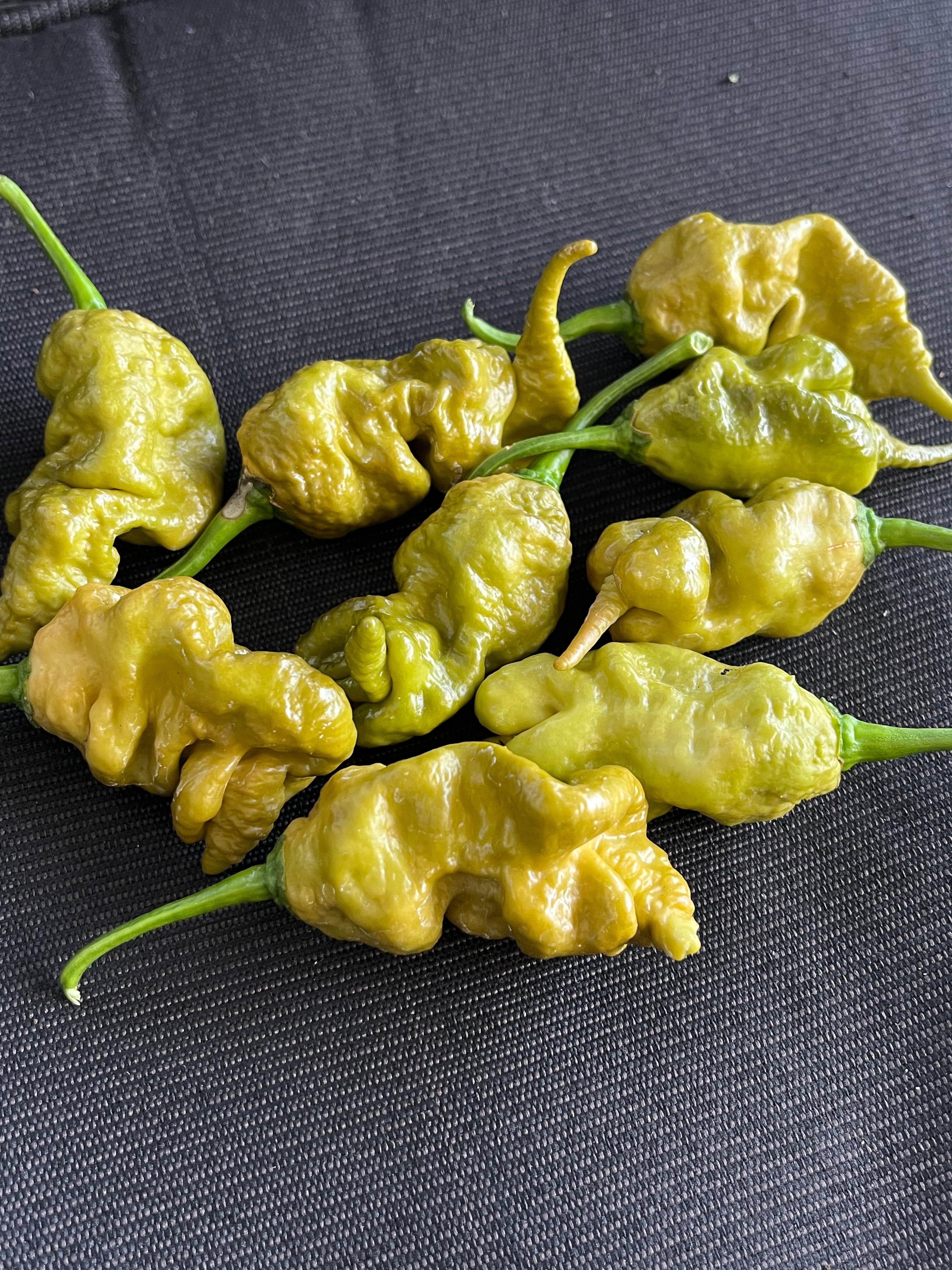 Mustard Primotali seeds