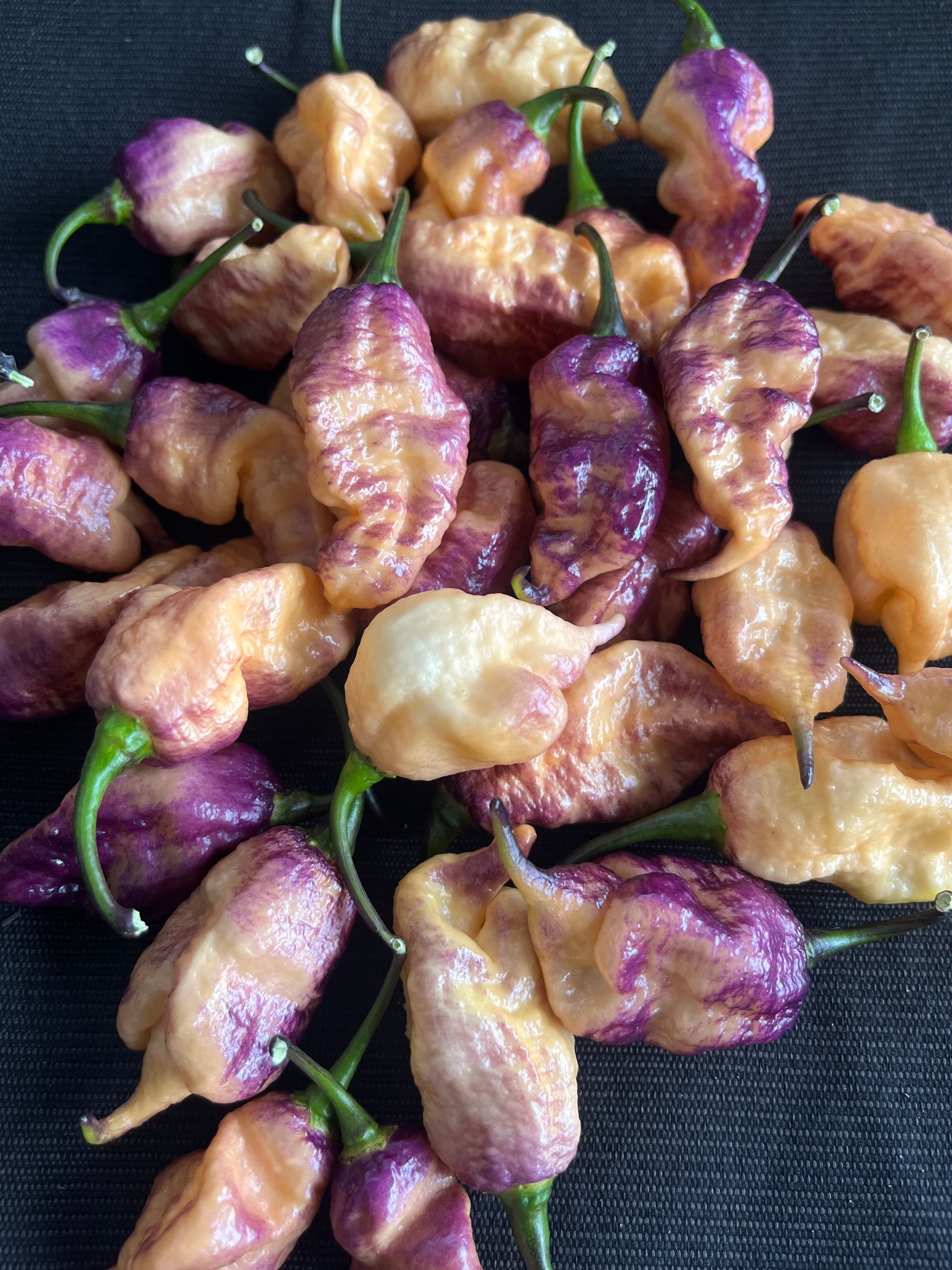 Faddas Boar Claws Purple (F6) seeds