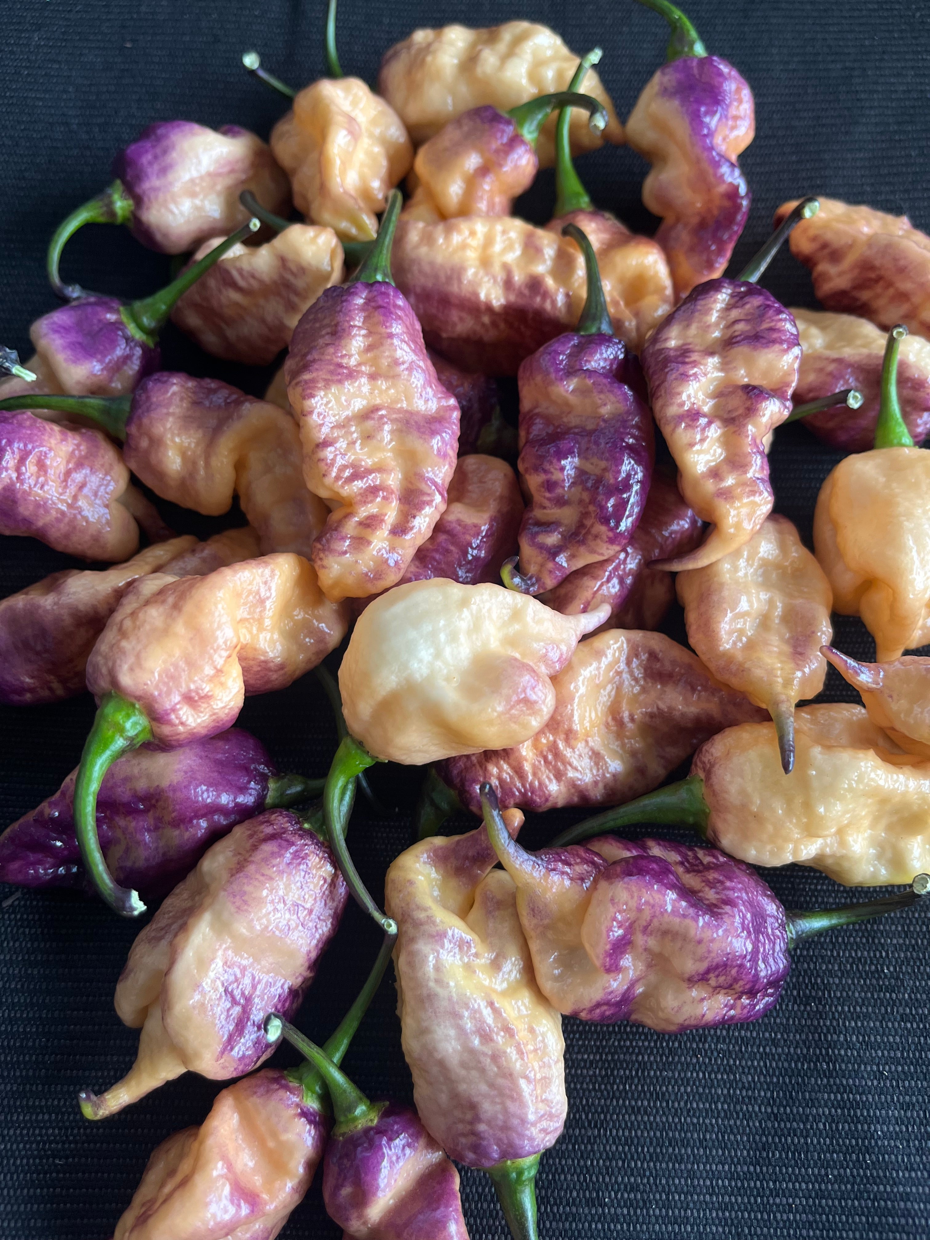 Faddas Boar Claws Purple (F6) seeds