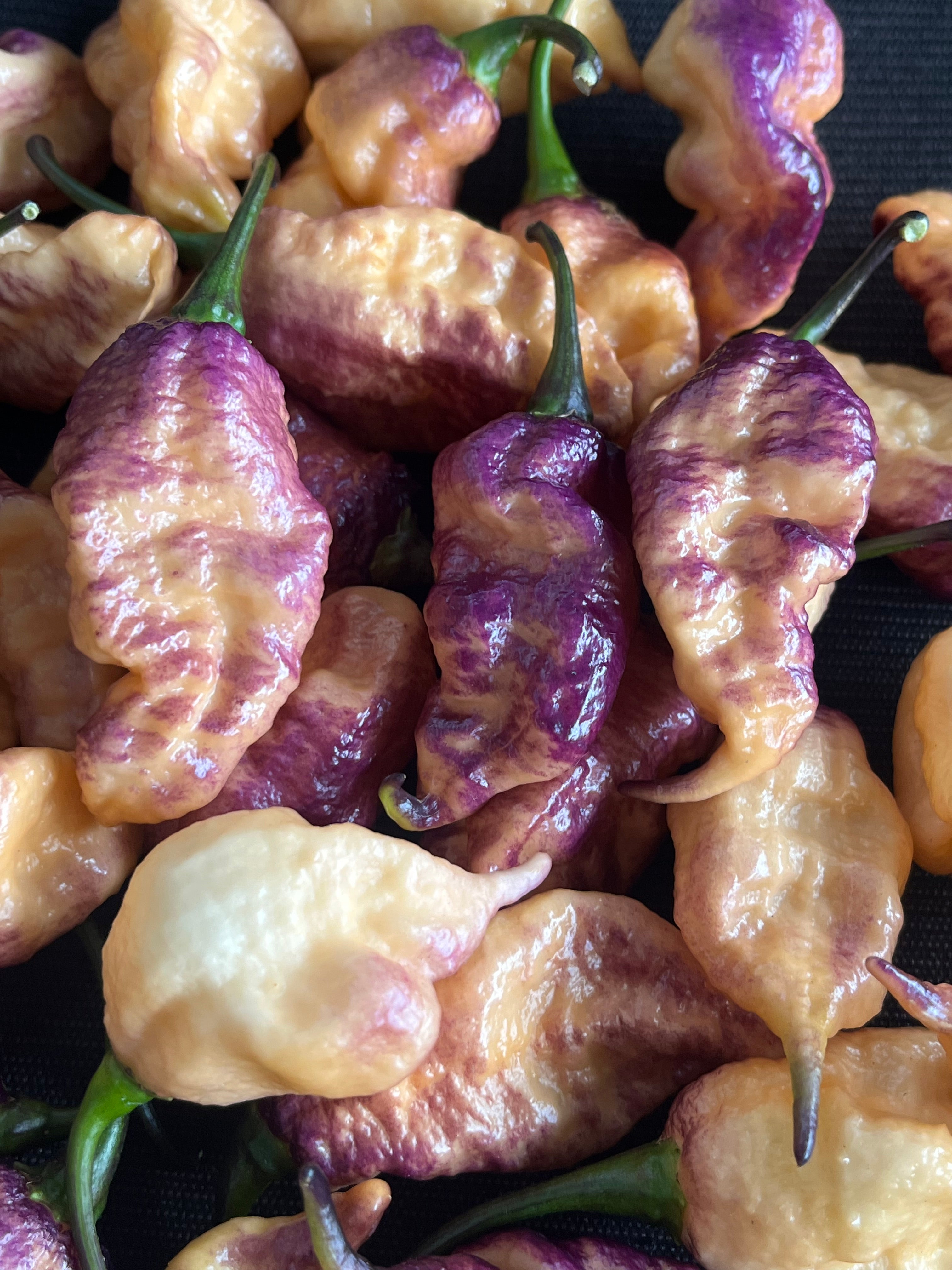 Faddas Boar Claws Purple (F6) seeds