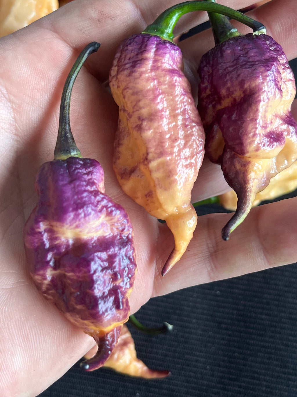 Faddas Boar Claws Purple (F6) seeds