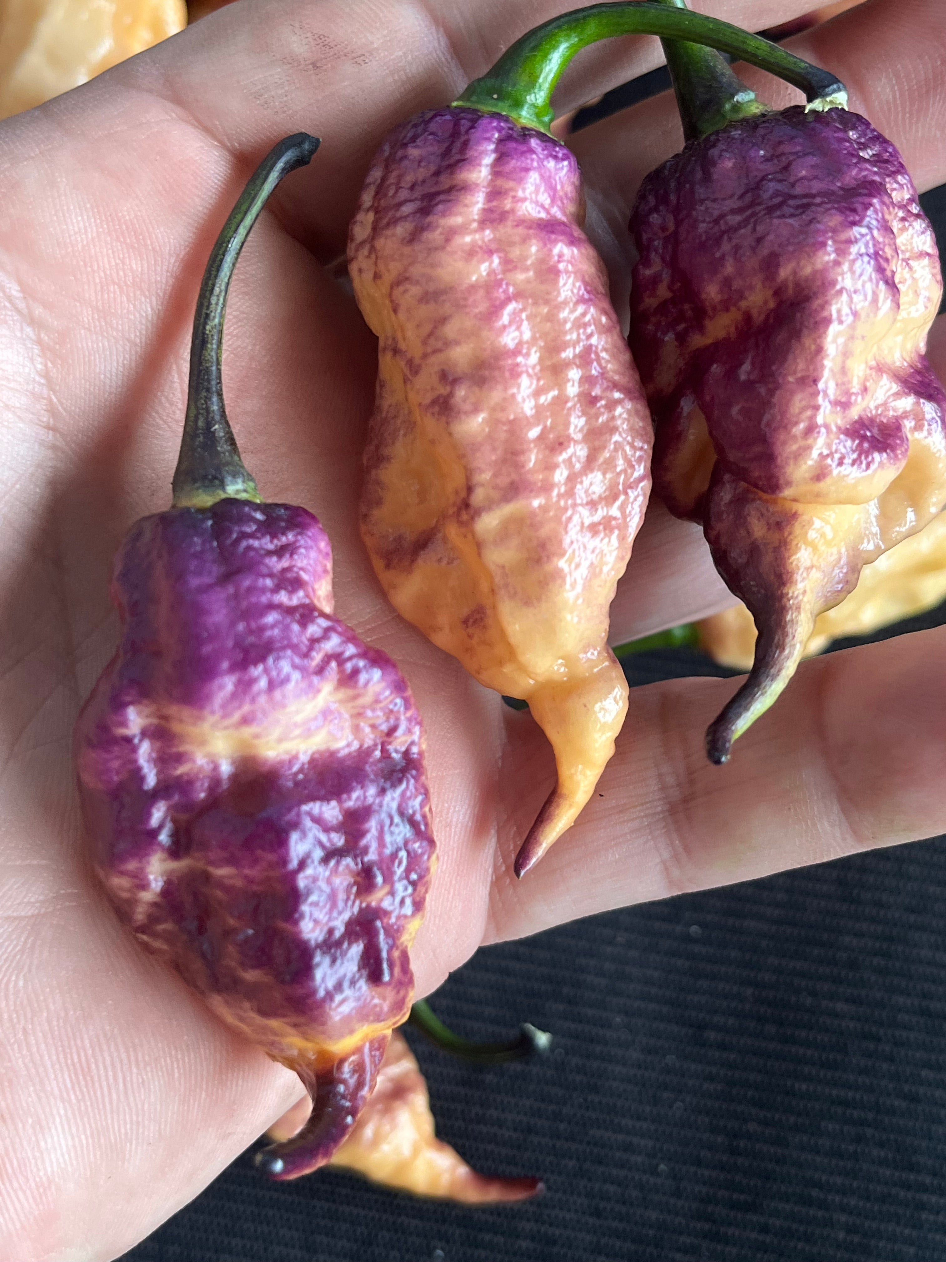 Faddas Boar Claws Purple (F6) seeds
