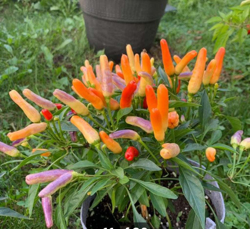 KS queen hi