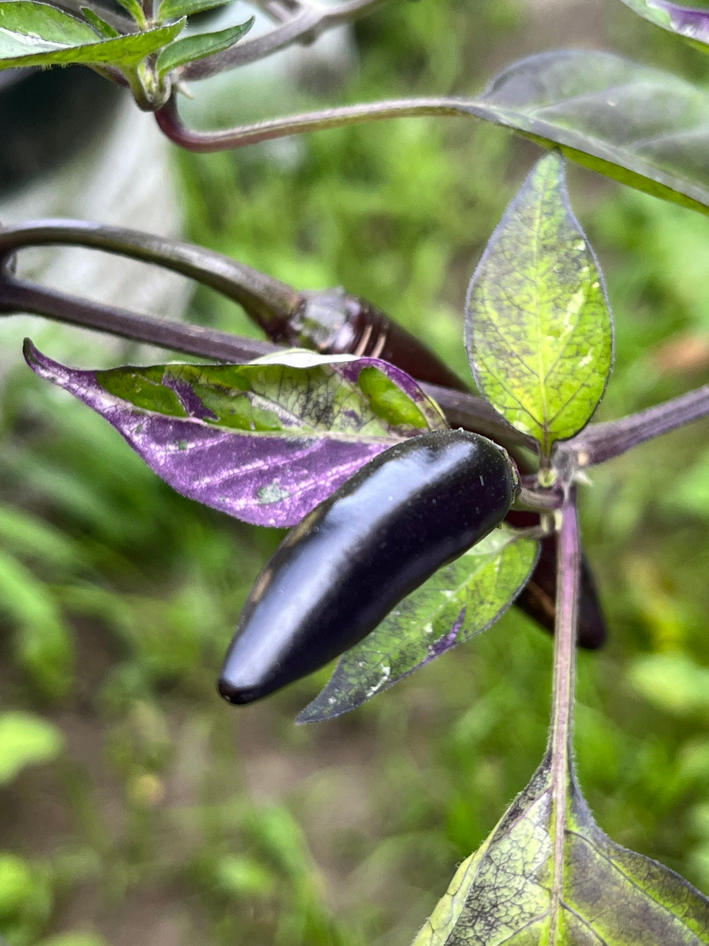 Dreamcatcher x jalapeño farmers market seeds
