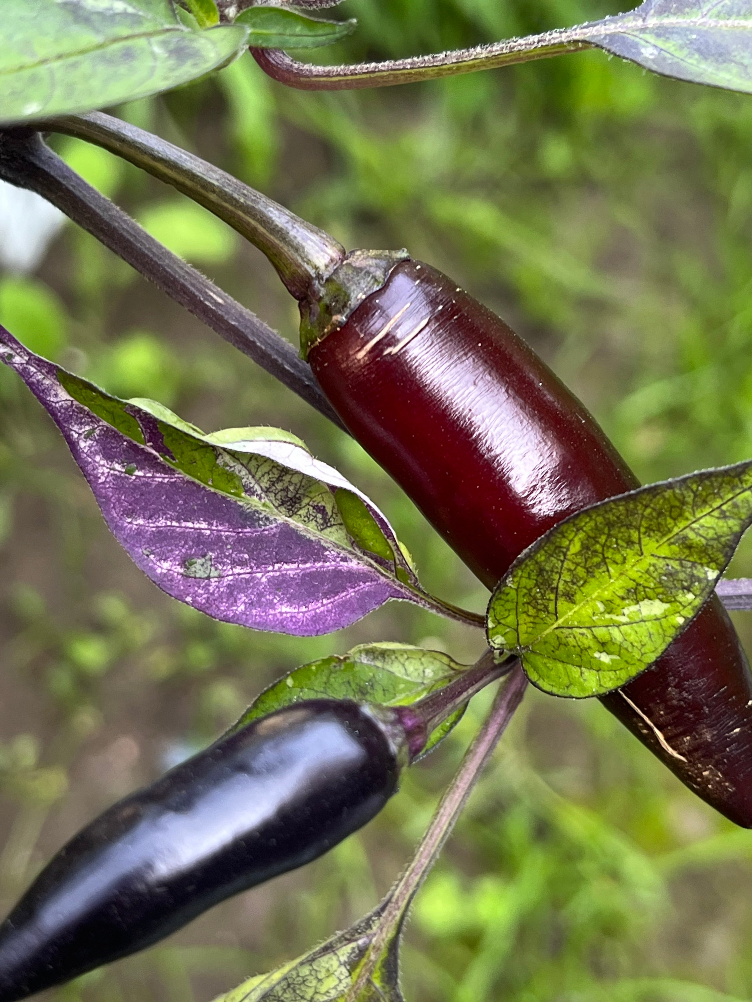 Dreamcatcher x jalapeño farmers market seeds