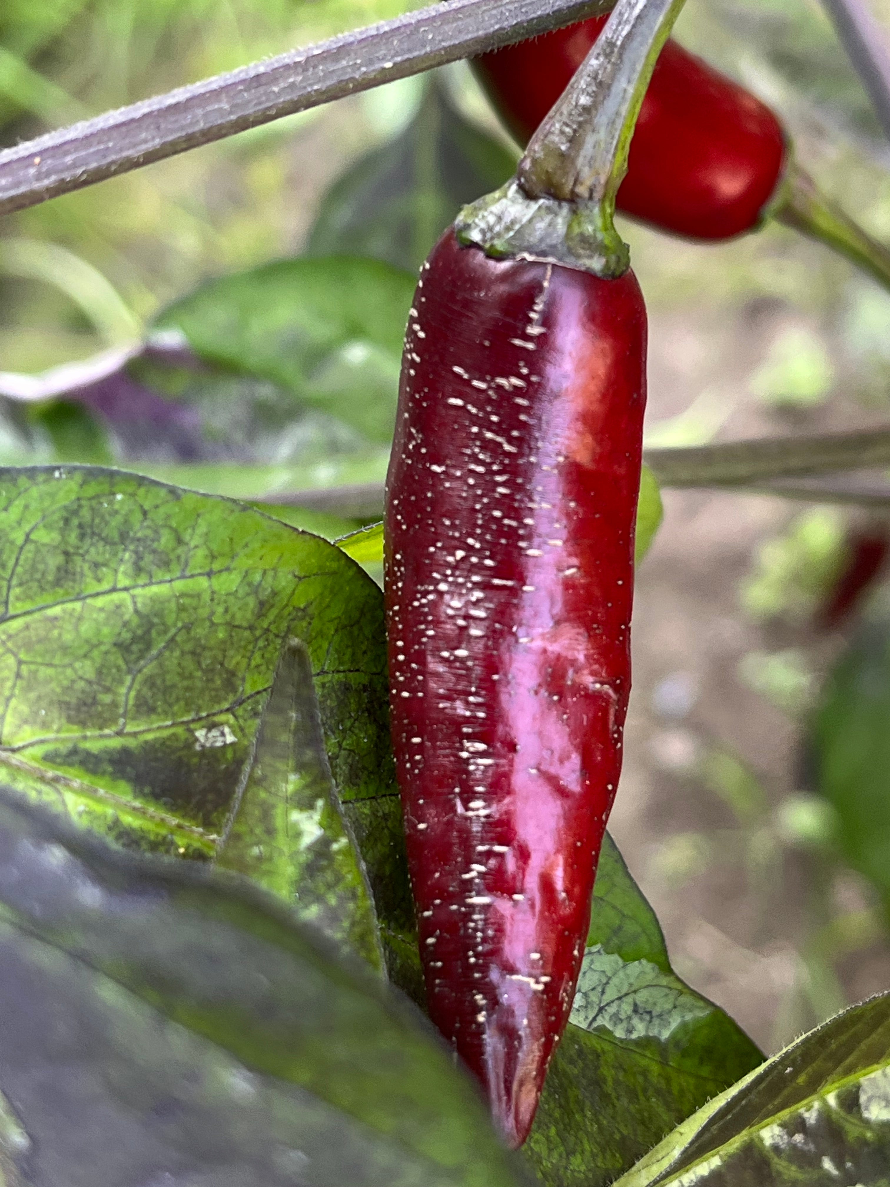 Dreamcatcher x jalapeño farmers market seeds