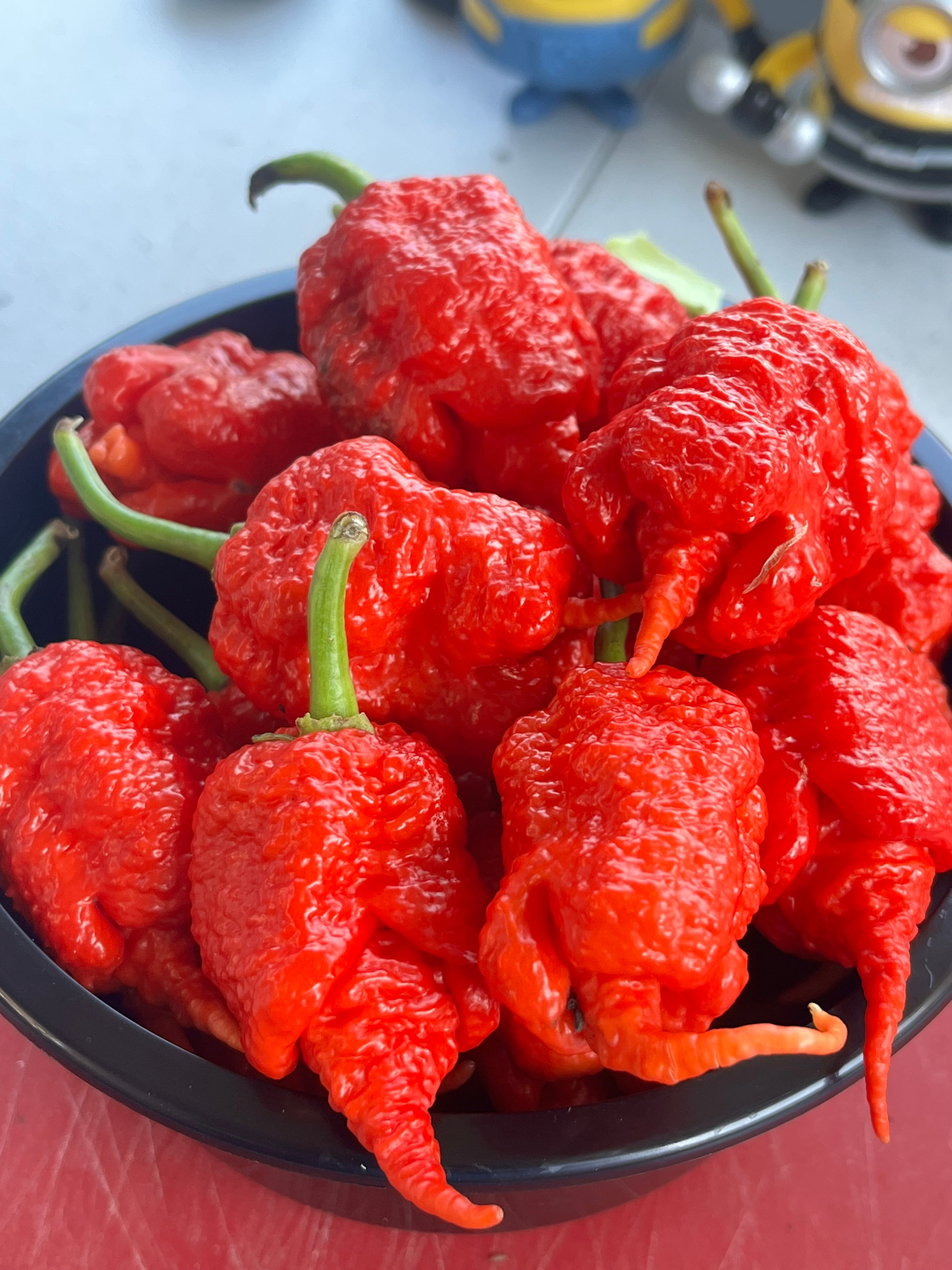 Kevin‘s red fried chicken (F3) seeds