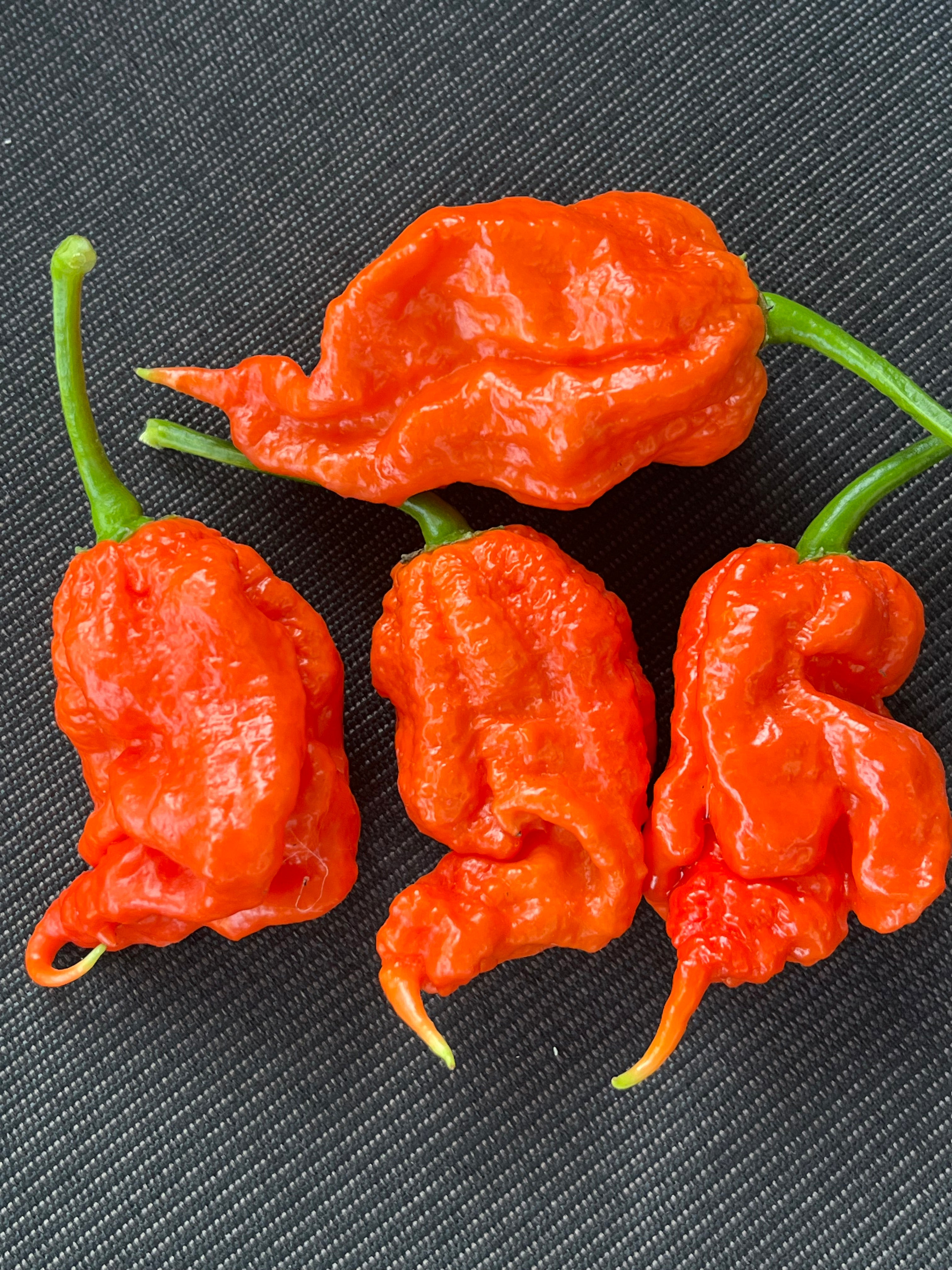 MA Mutant X seeds