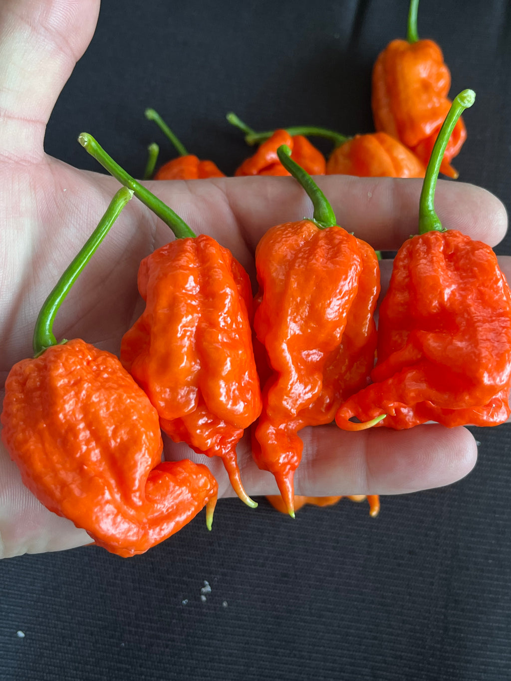 MA Mutant X seeds
