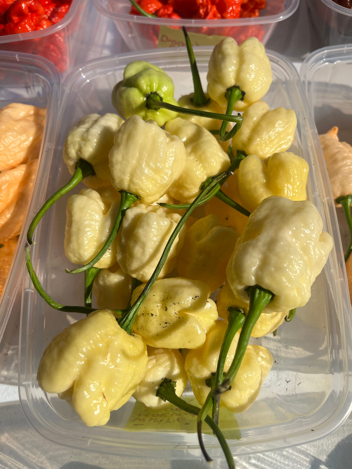White Moruga scorpion seeds