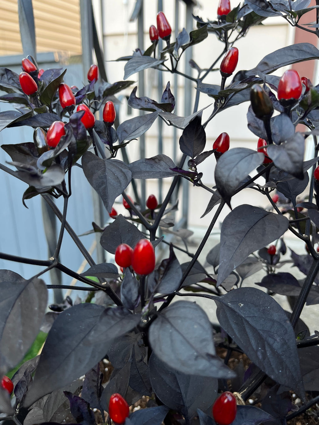 Brazilian purple flush ruby seeds