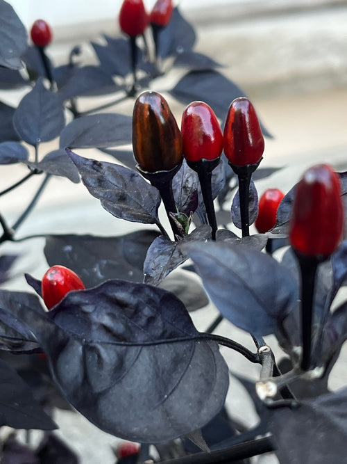 Brazilian purple flush ruby seeds