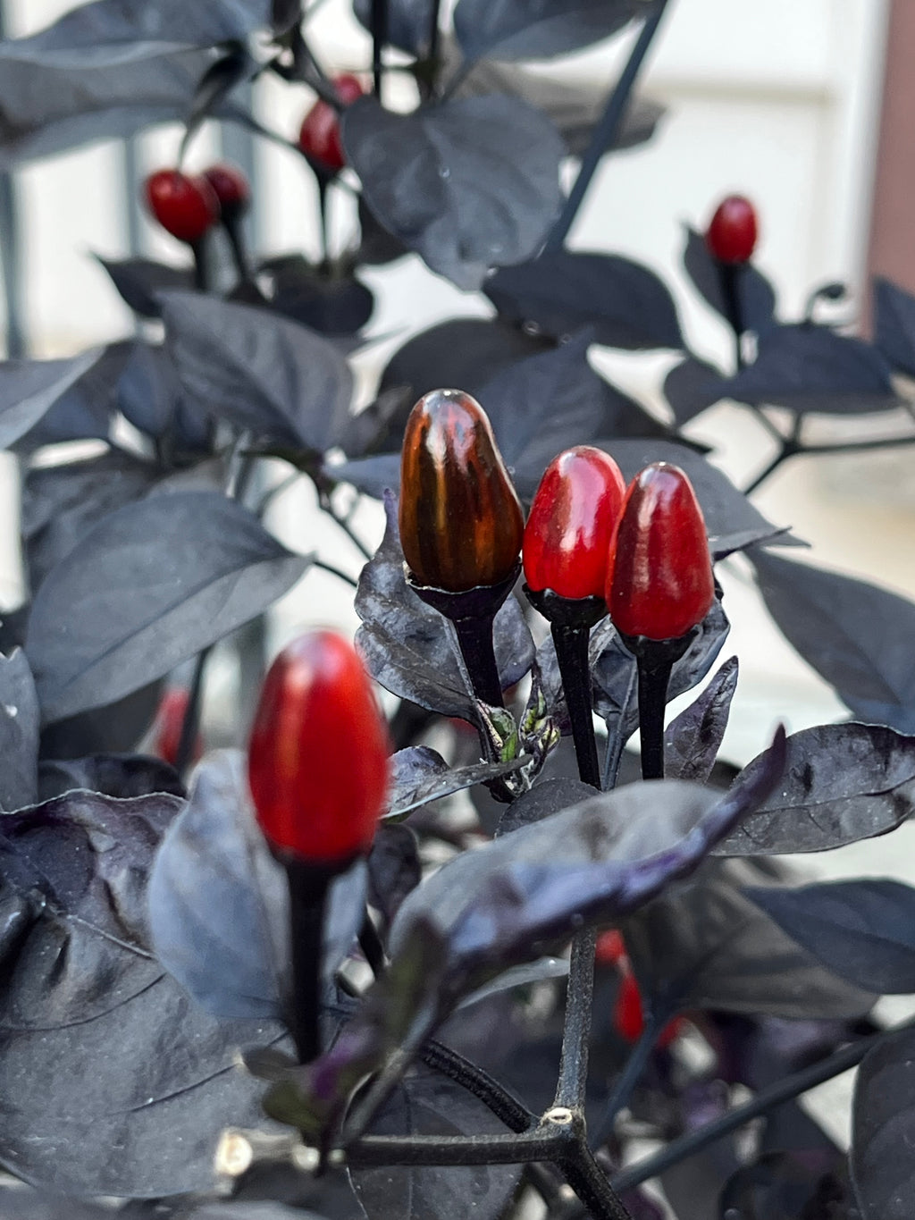 Brazilian purple flush ruby seeds