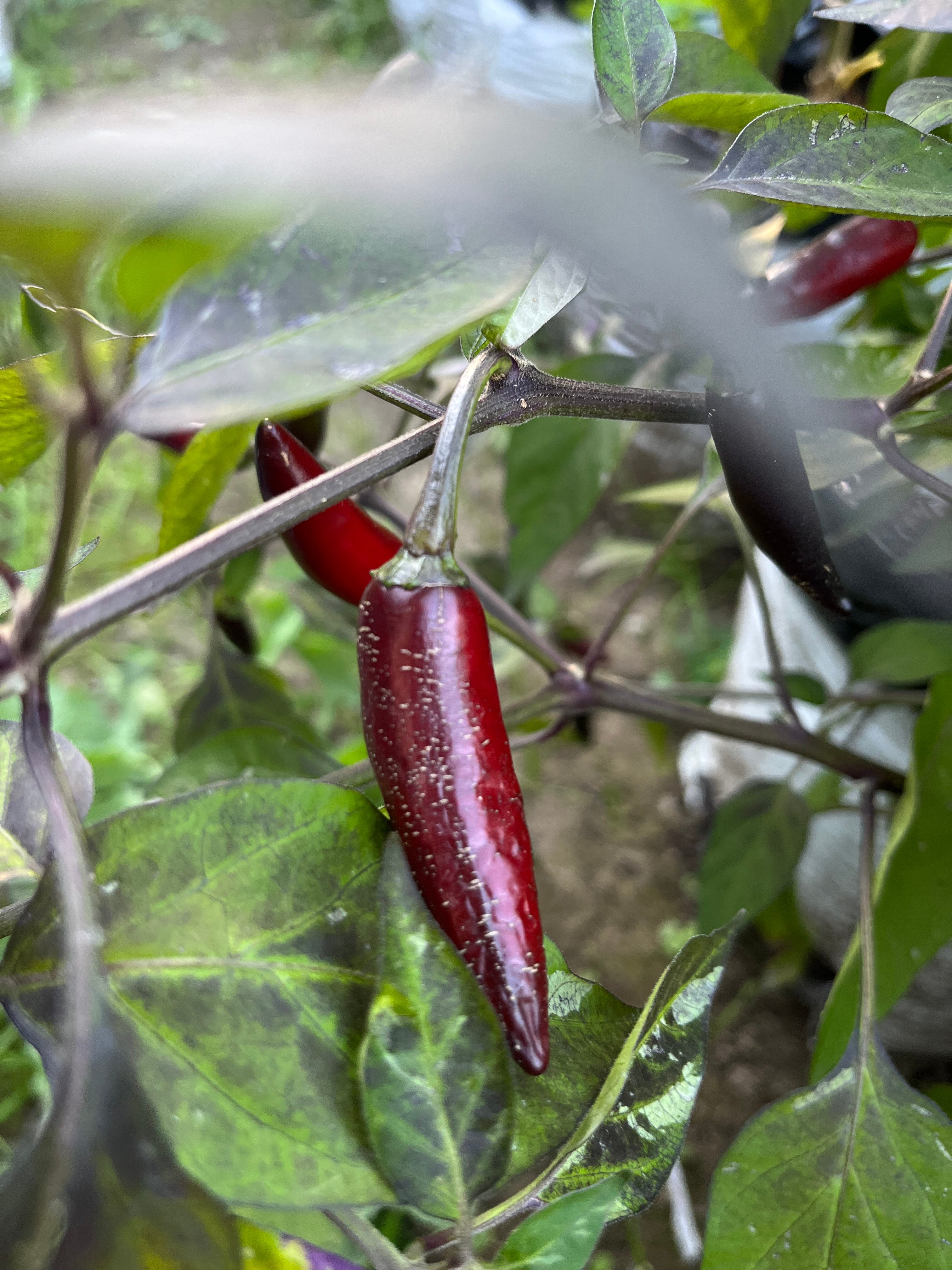 Dreamcatcher x jalapeño farmers market seeds