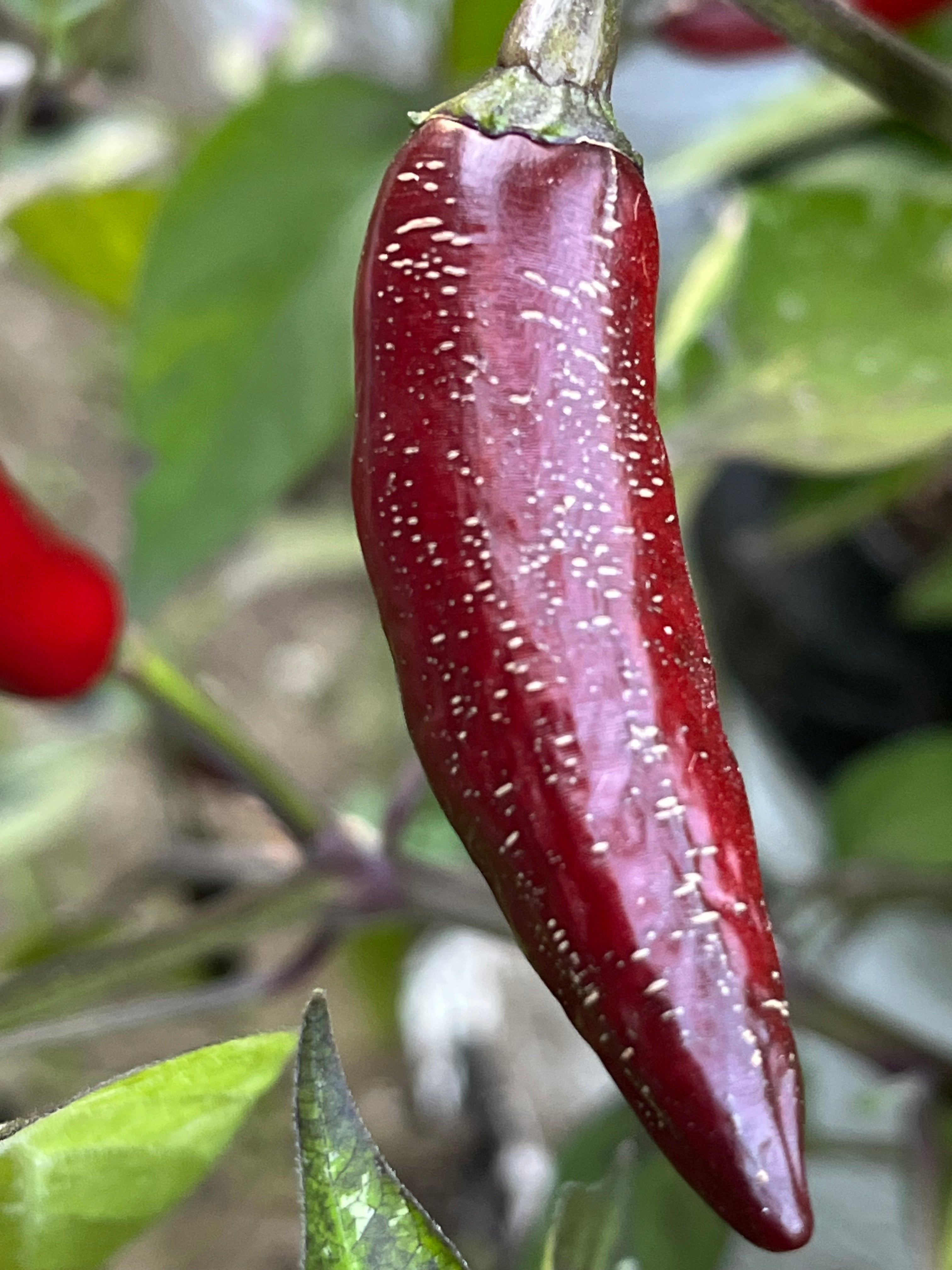 Dreamcatcher x jalapeño farmers market seeds
