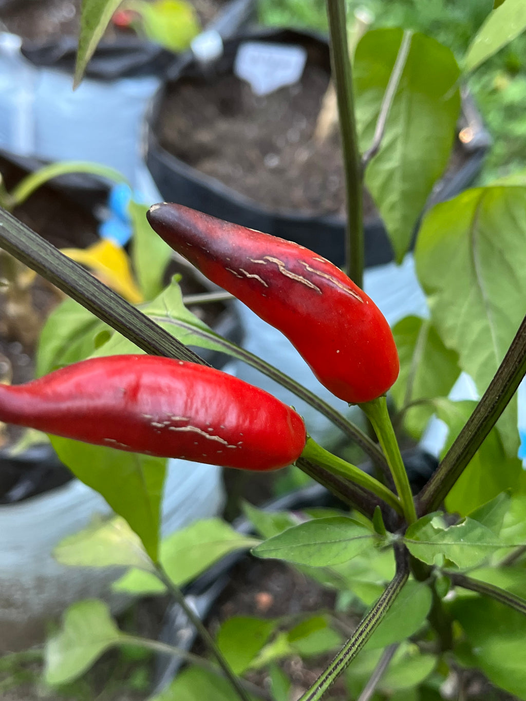 Dreamcatcher x jalapeño farmers market seeds