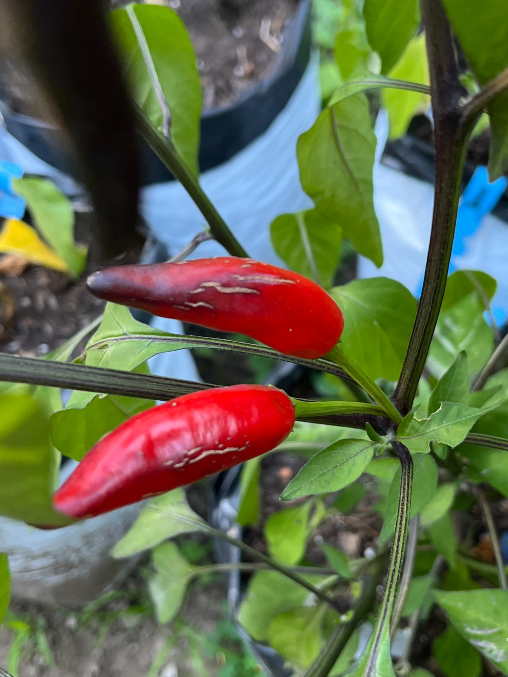 Dreamcatcher x jalapeño farmers market seeds