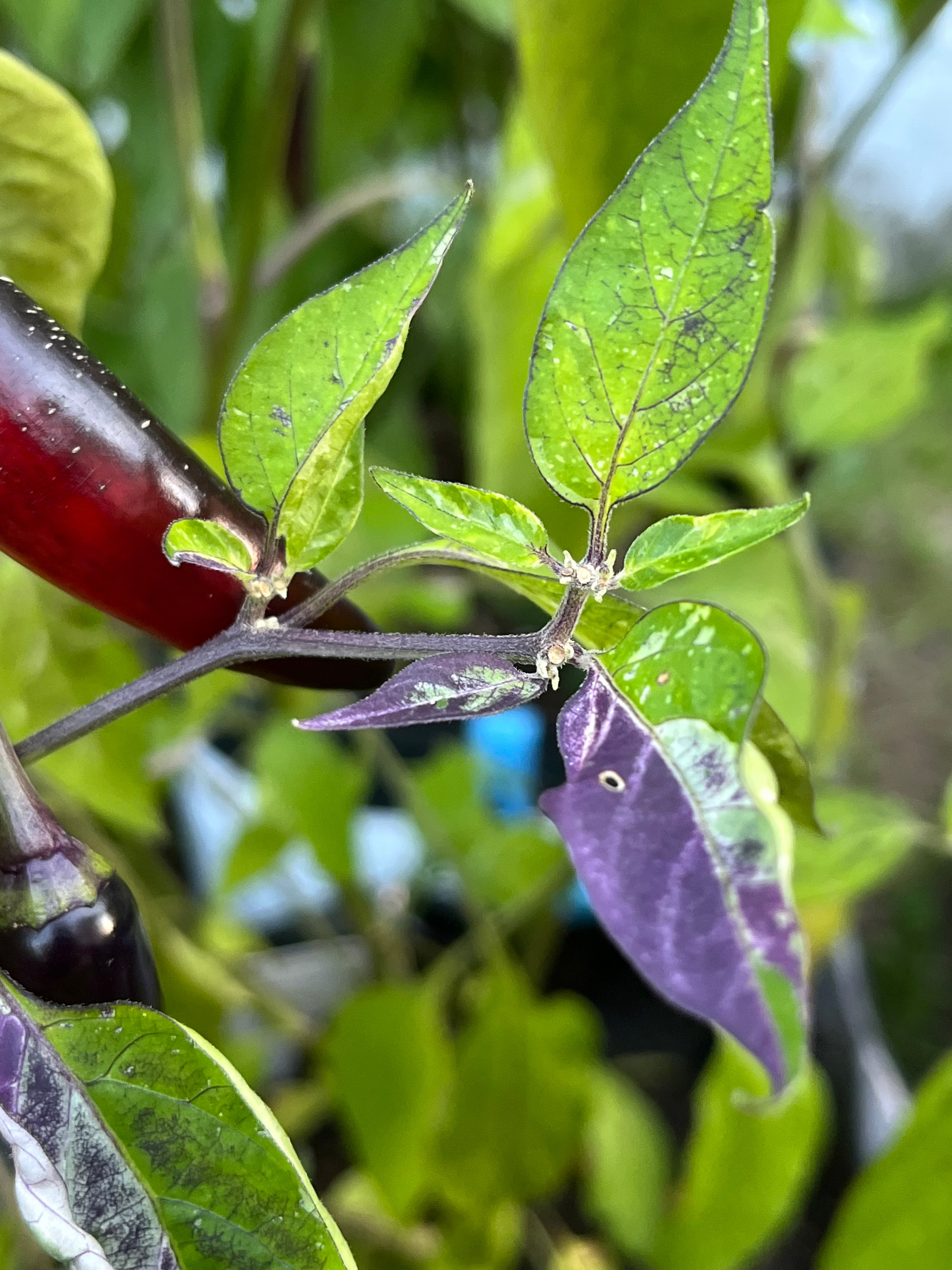 Dreamcatcher x jalapeño farmers market seeds