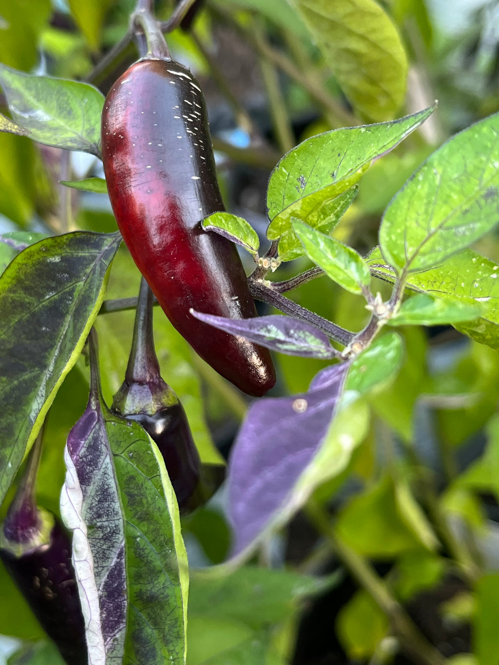 Dreamcatcher x jalapeño farmers market seeds