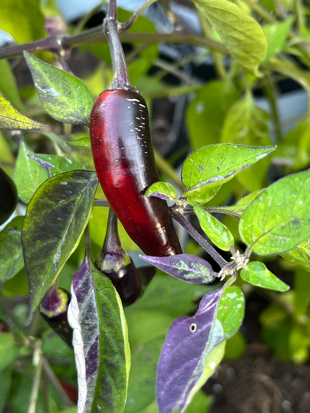 Dreamcatcher x jalapeño farmers market seeds
