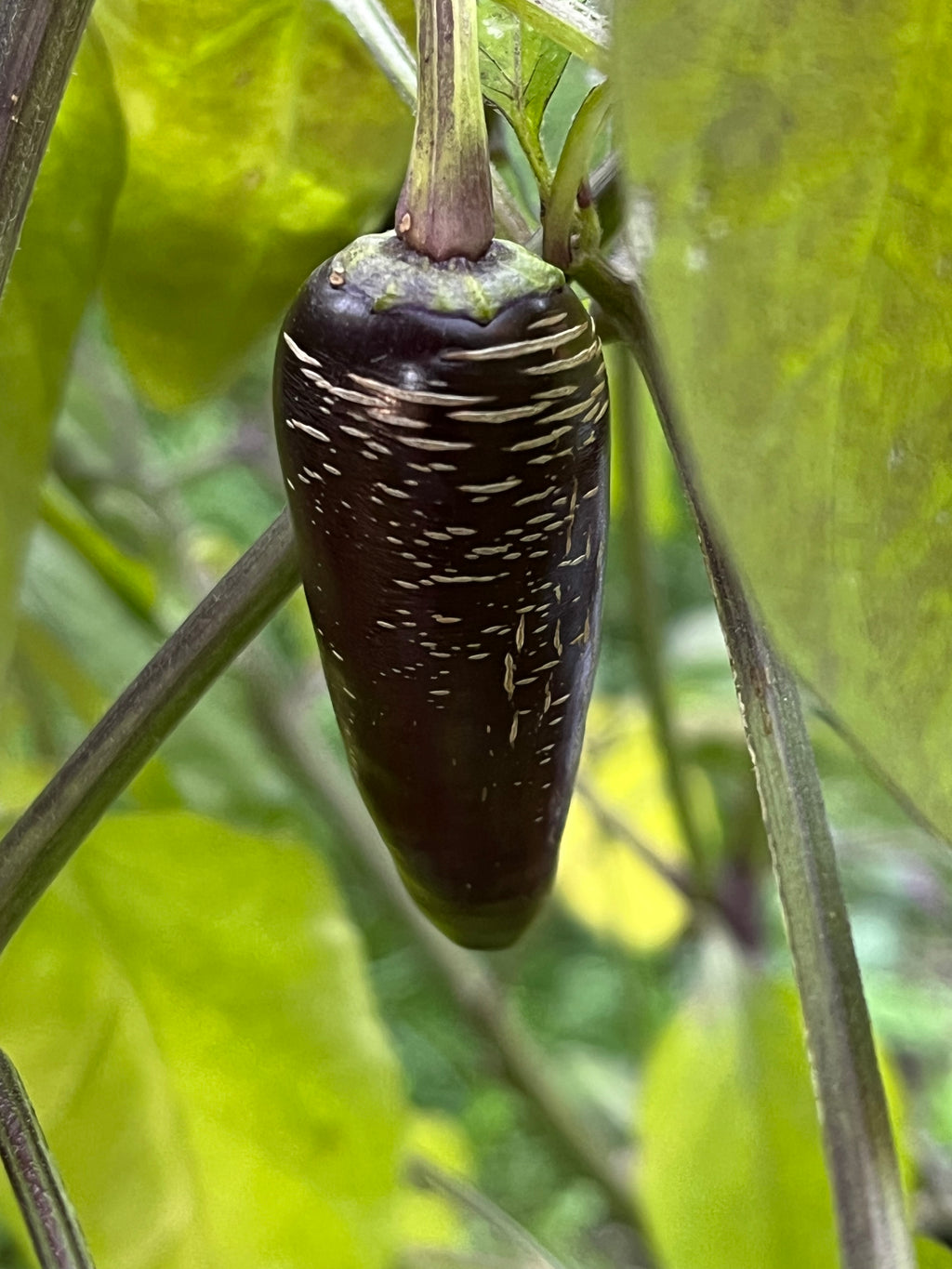 Dreamcatcher x jalapeño farmers market seeds