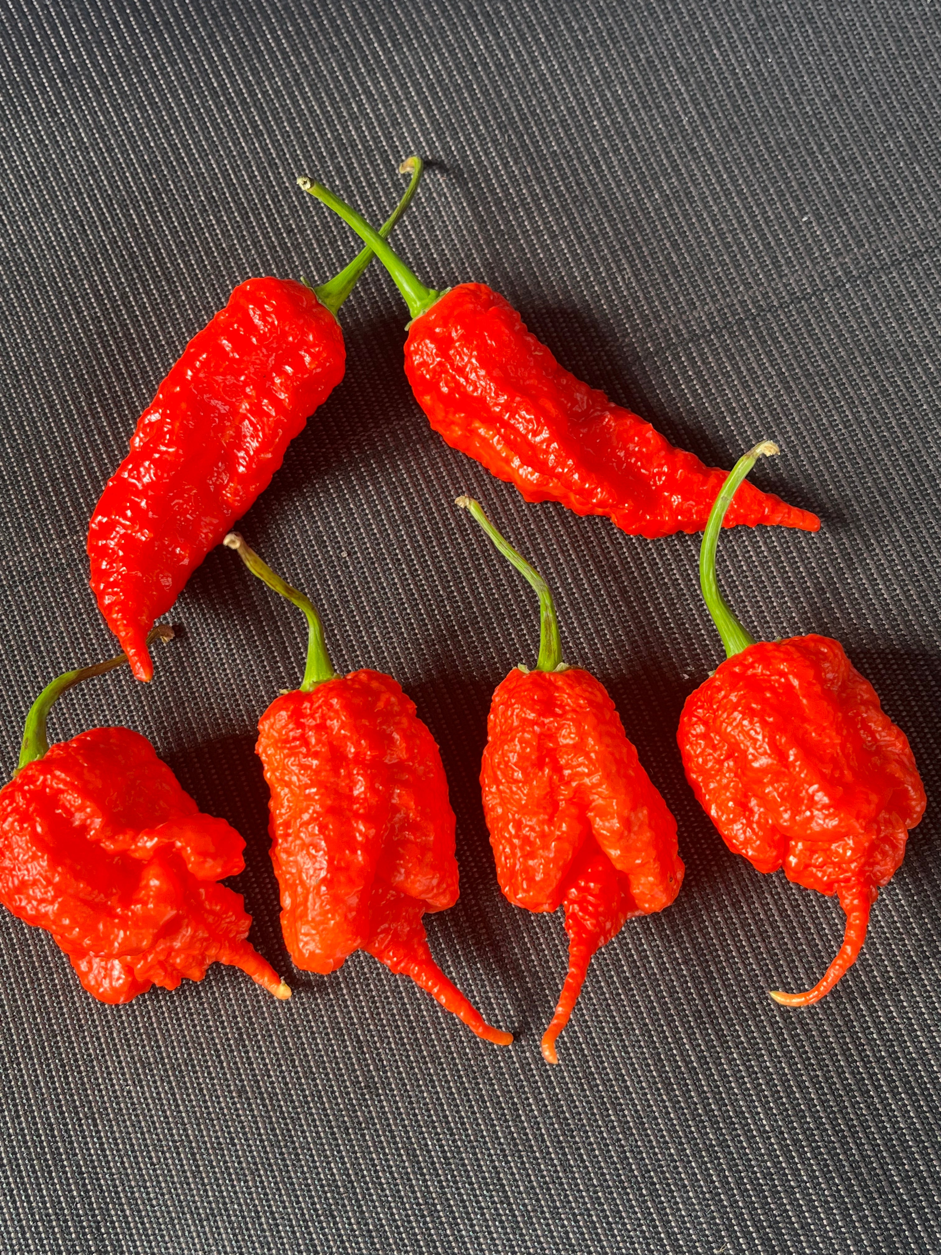 Red Primotali seeds
