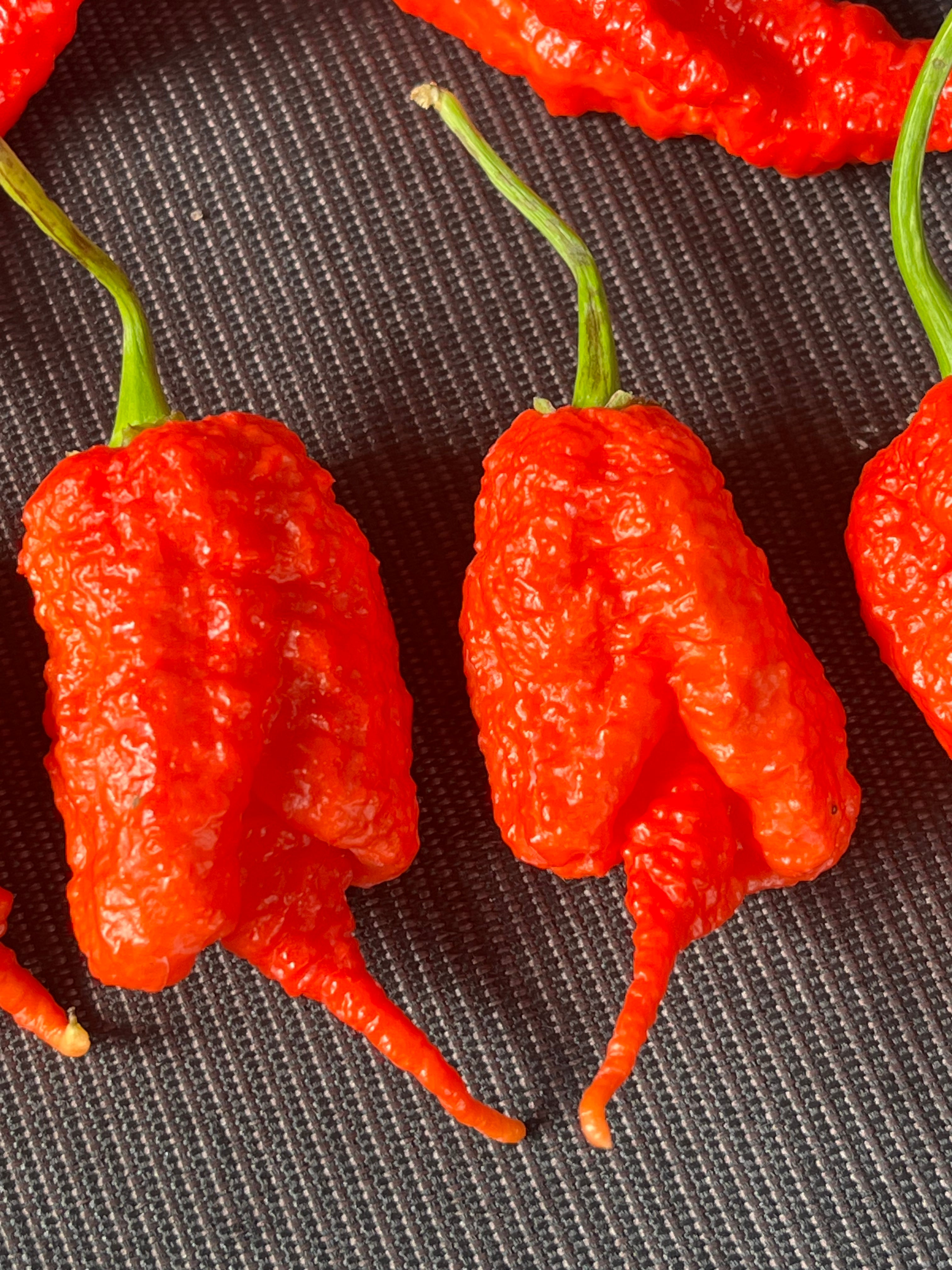 Red Primotali seeds