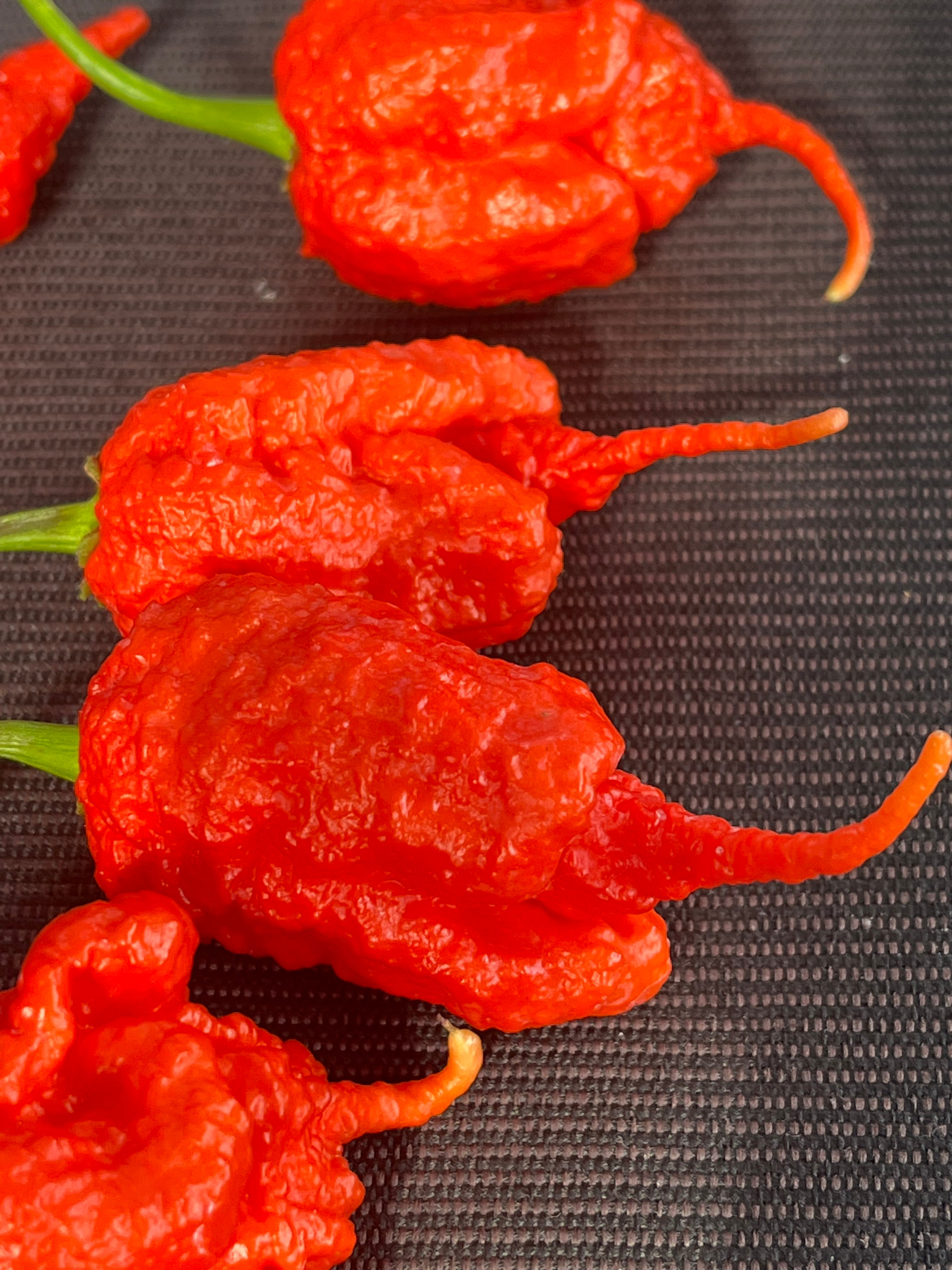 Red Primotali seeds