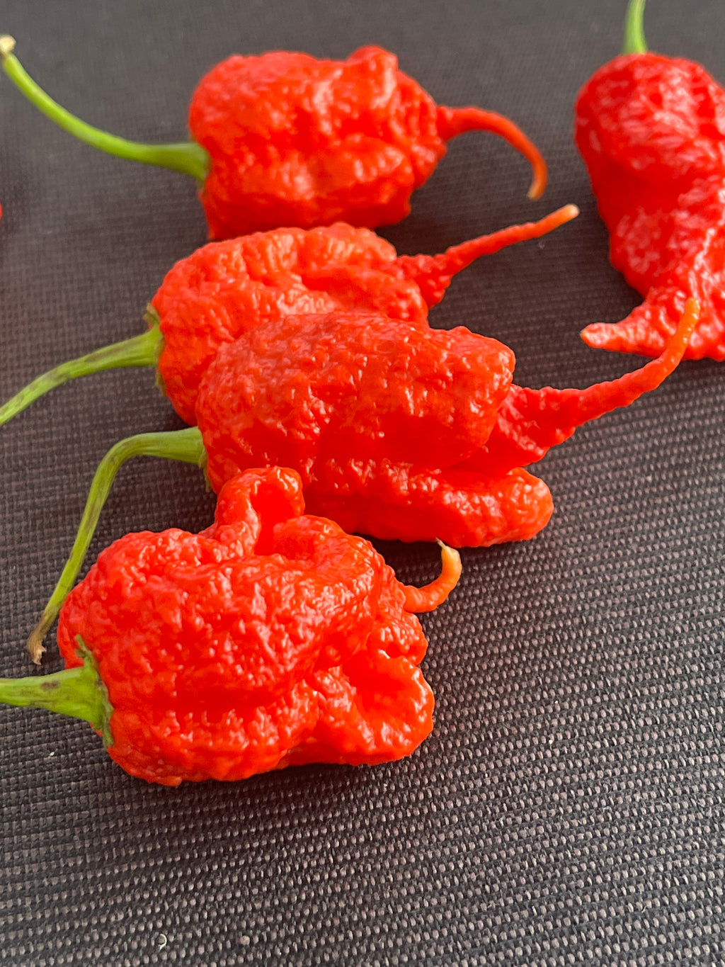 Red Primotali seeds