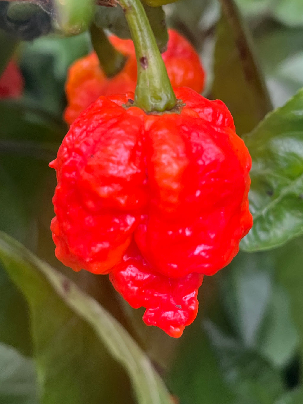 Beast seeds