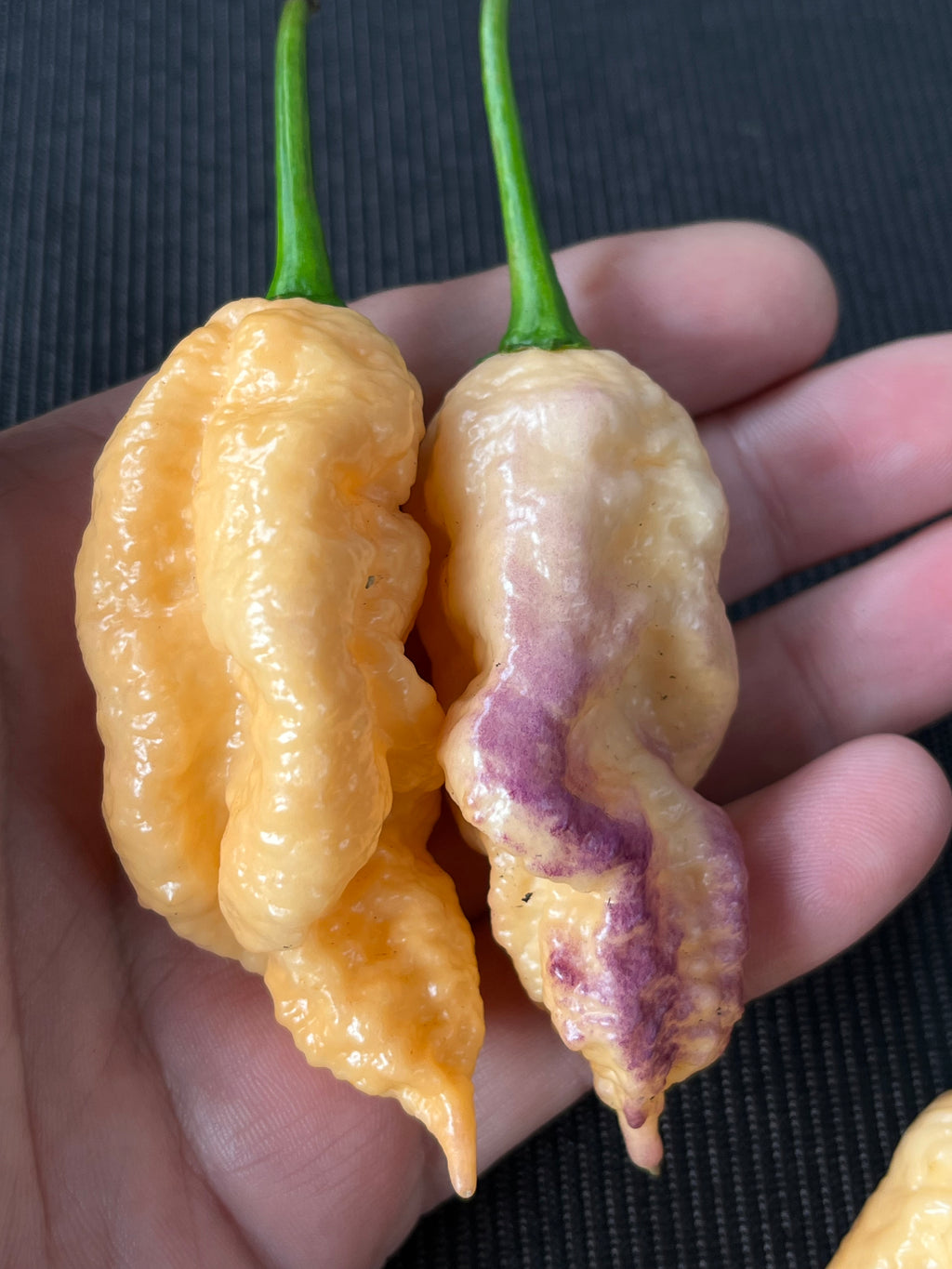 Peach Prodigy seeds