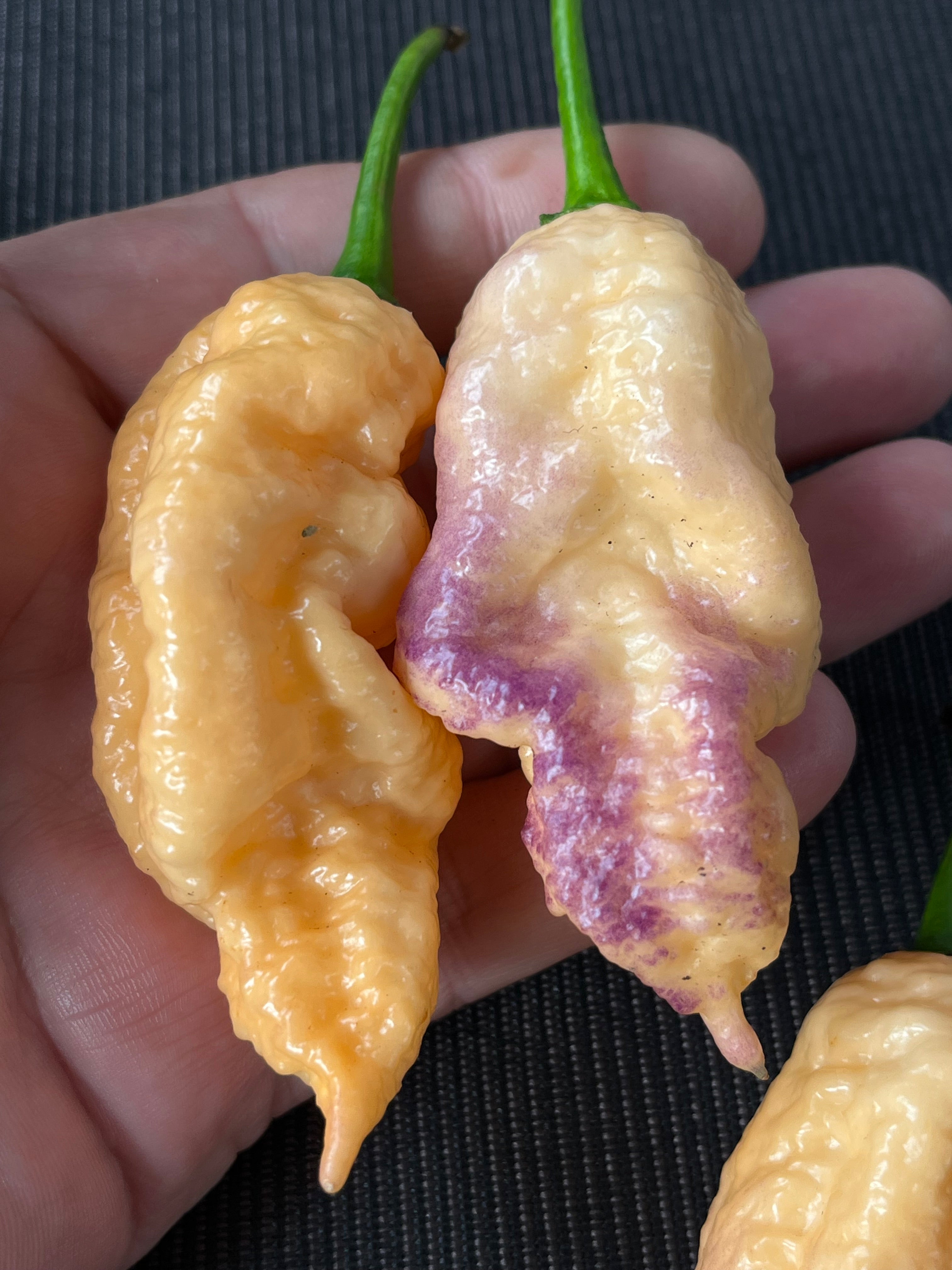 Peach Prodigy seeds
