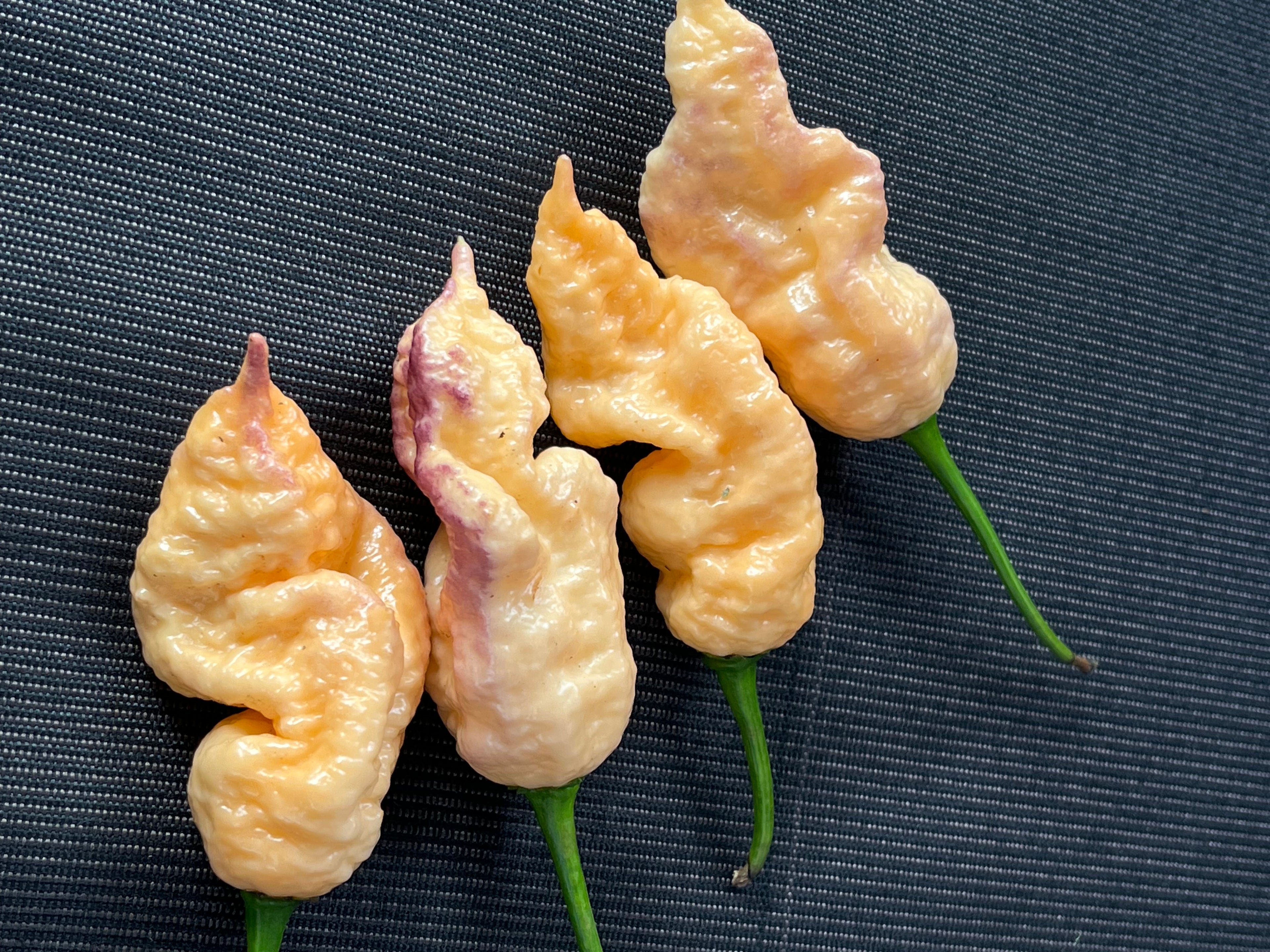 Peach Prodigy seeds