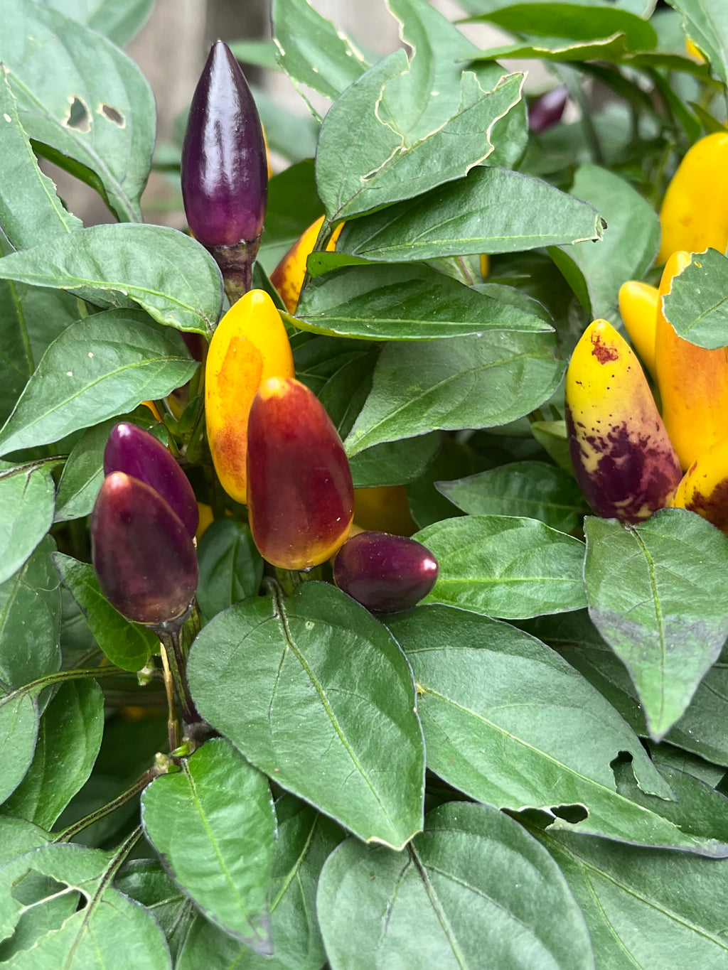 Maya sp Bronze seeds