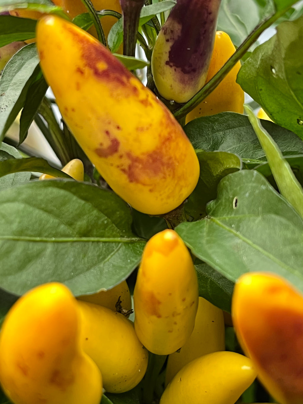 Maya sp Bronze seeds