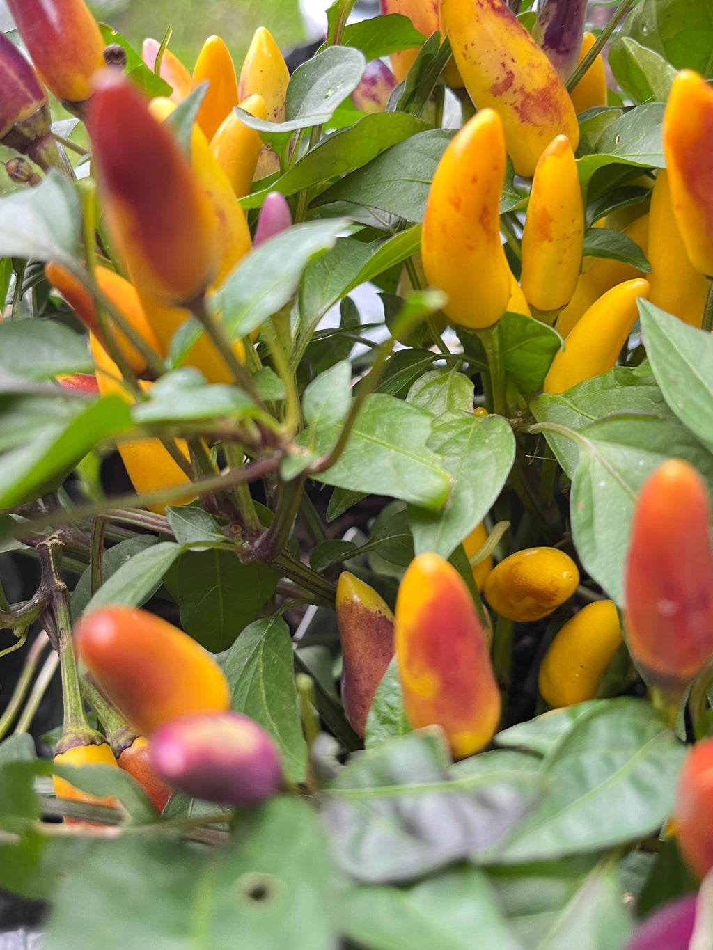 Maya sp Bronze seeds