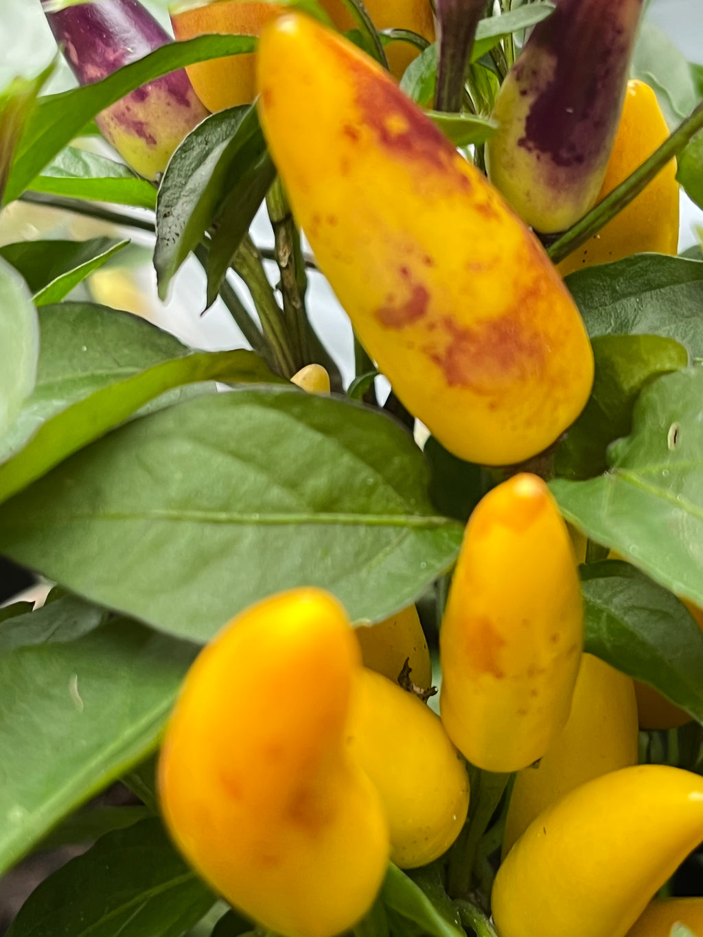 Maya sp Bronze seeds