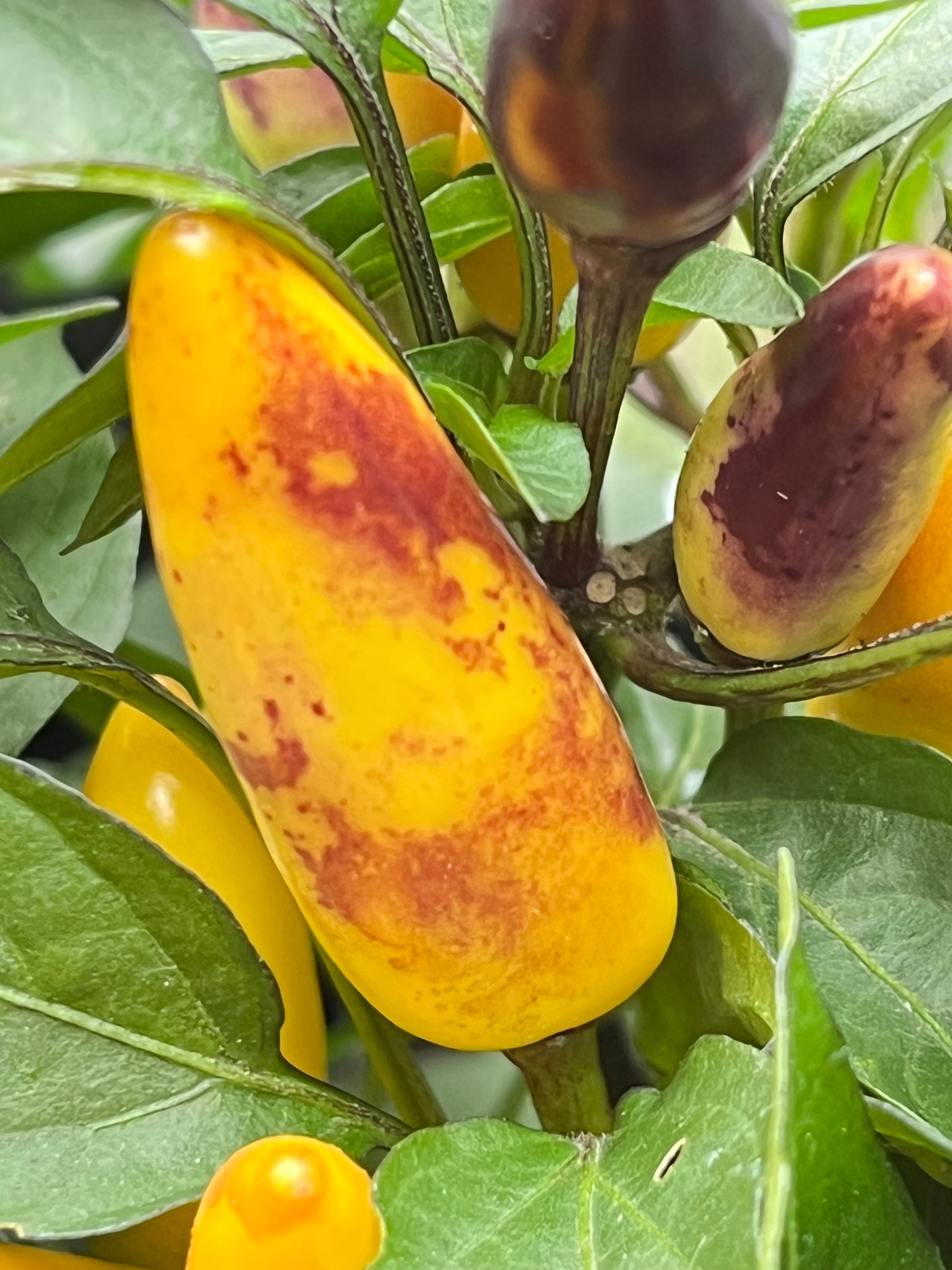 Maya sp Bronze seeds