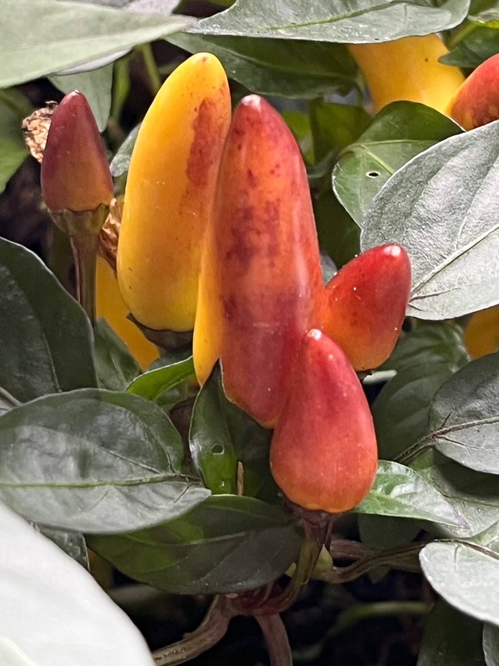 Maya sp Bronze seeds
