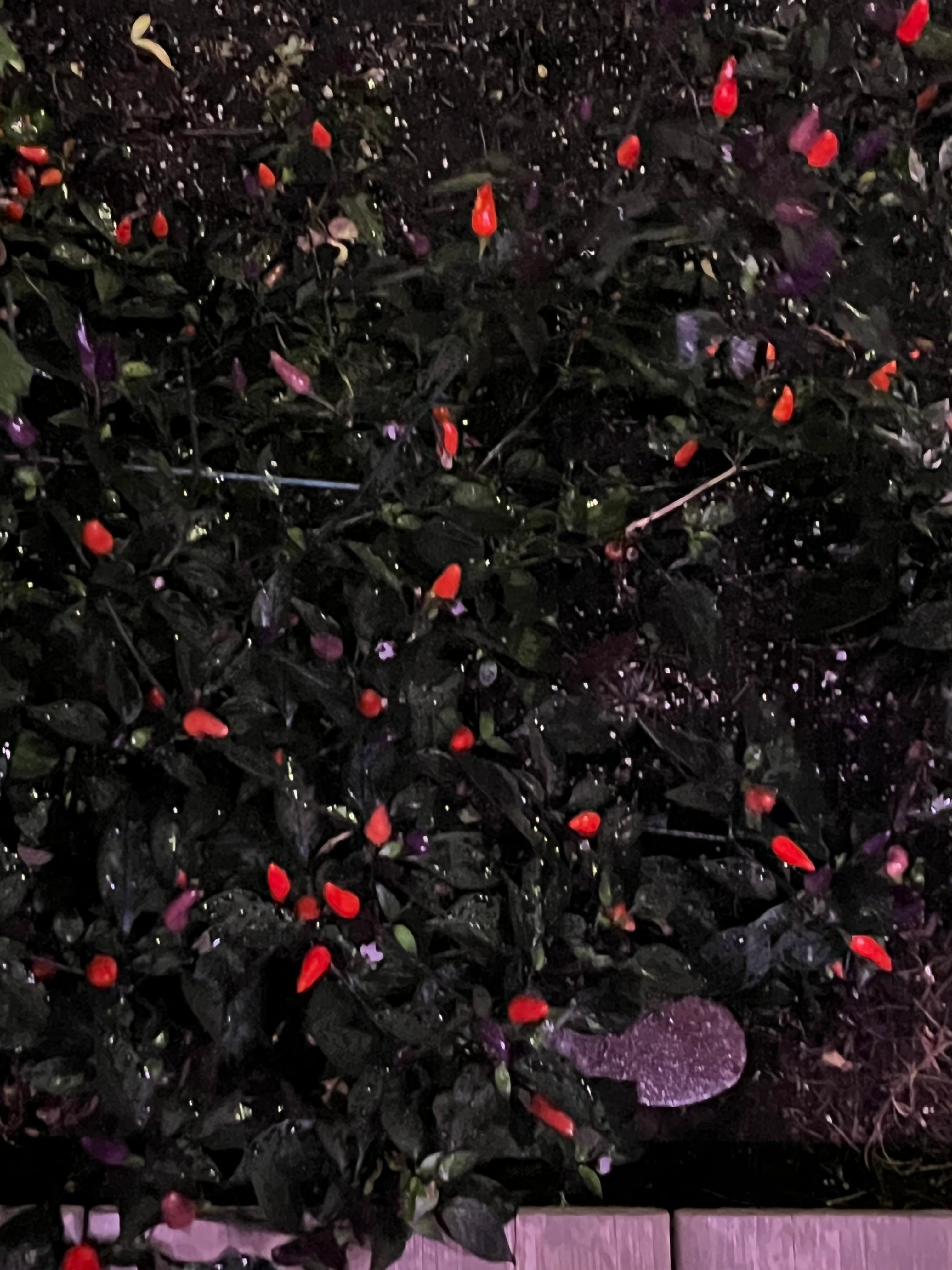 Blue Christmas seeds