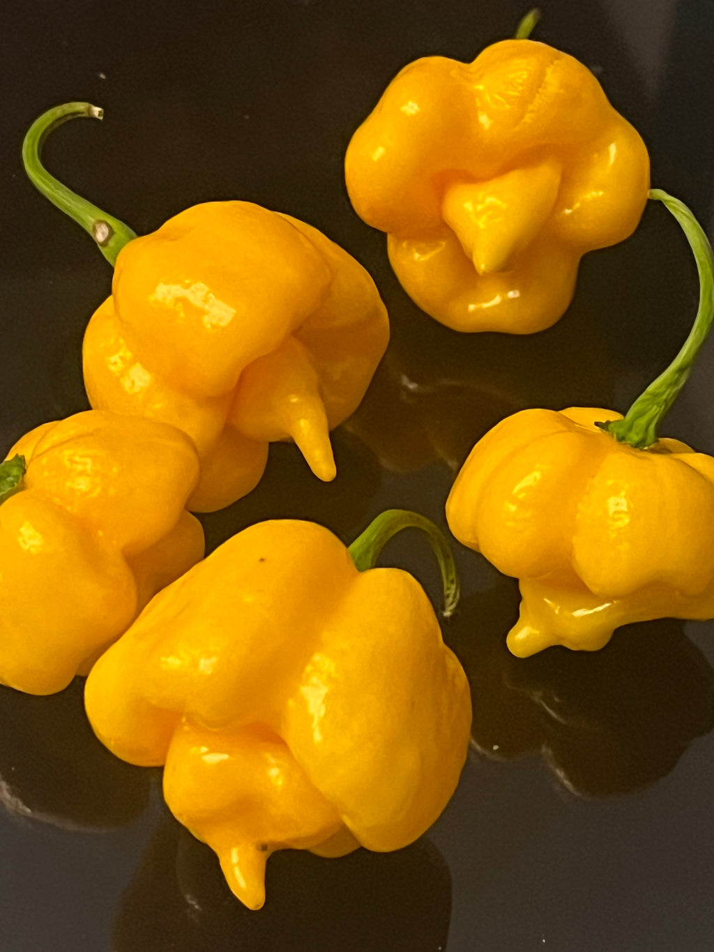 Yellow Armageddon seeds