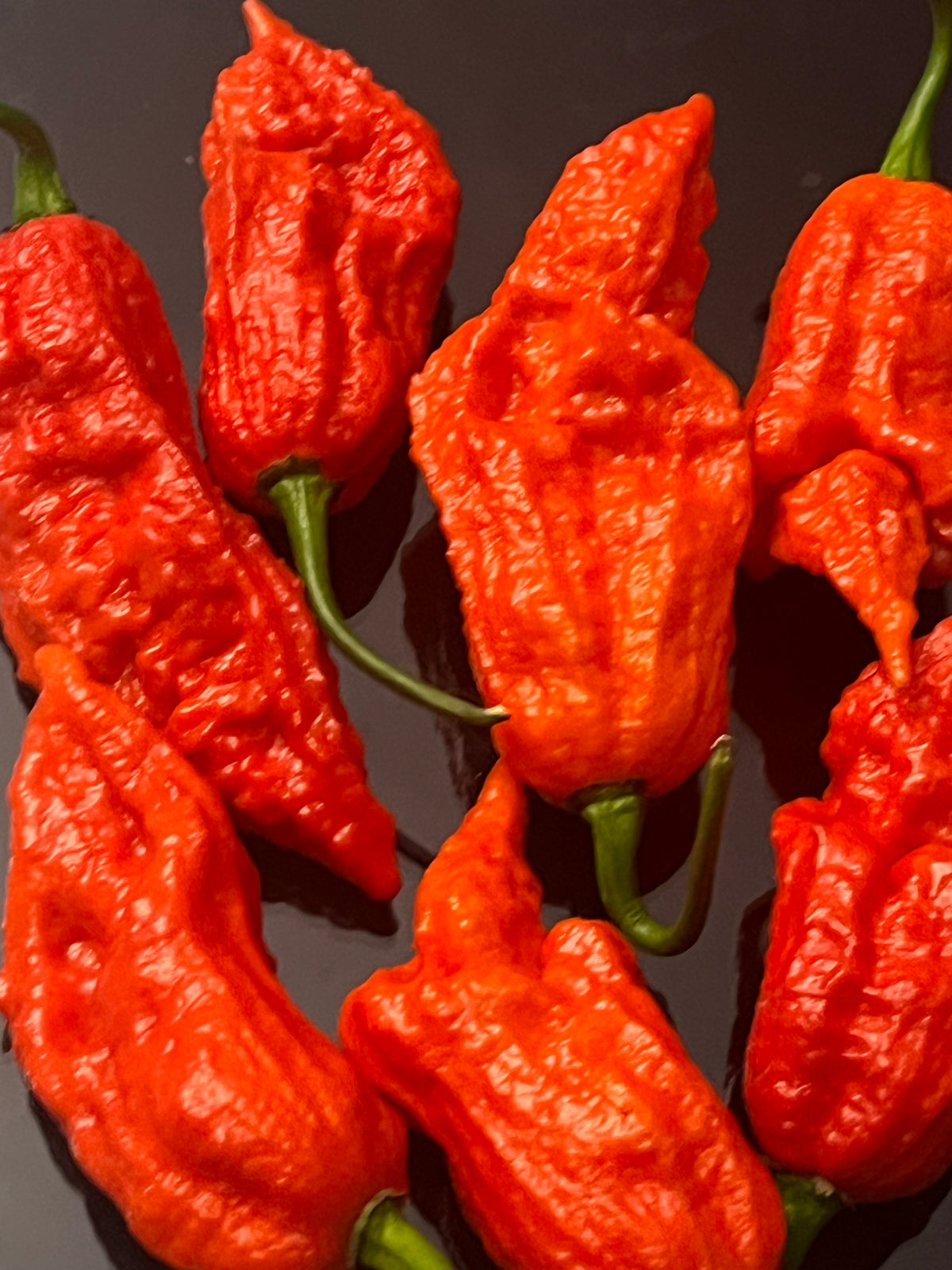 Super Bhut jolokia red seeds