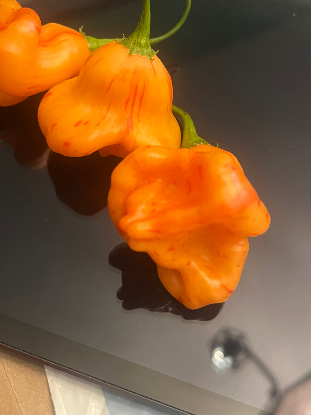 Zebrange seeds