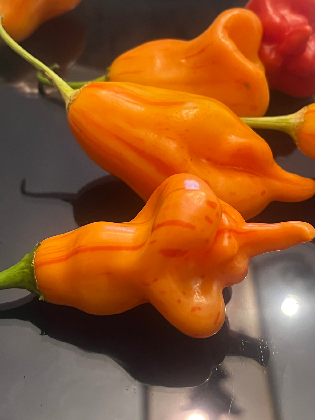 Tangerine tigers seeds