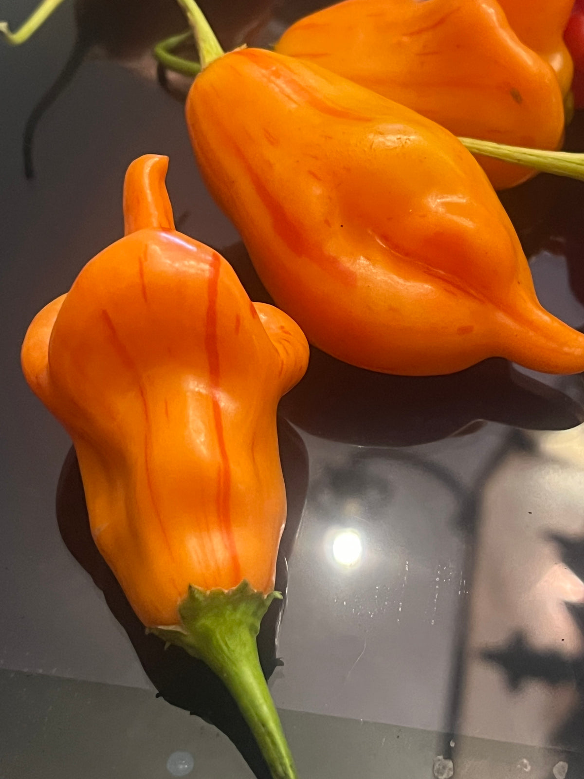 Tangerine tigers seeds