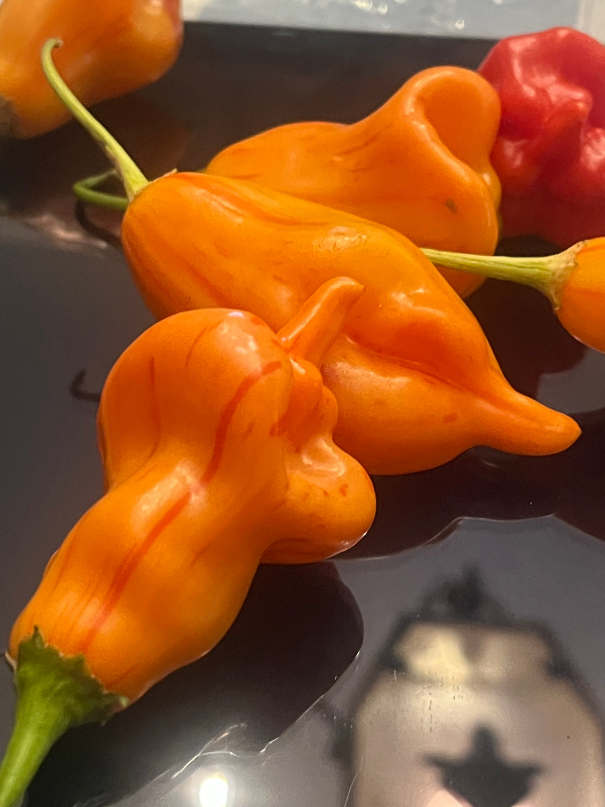 Tangerine tigers seeds