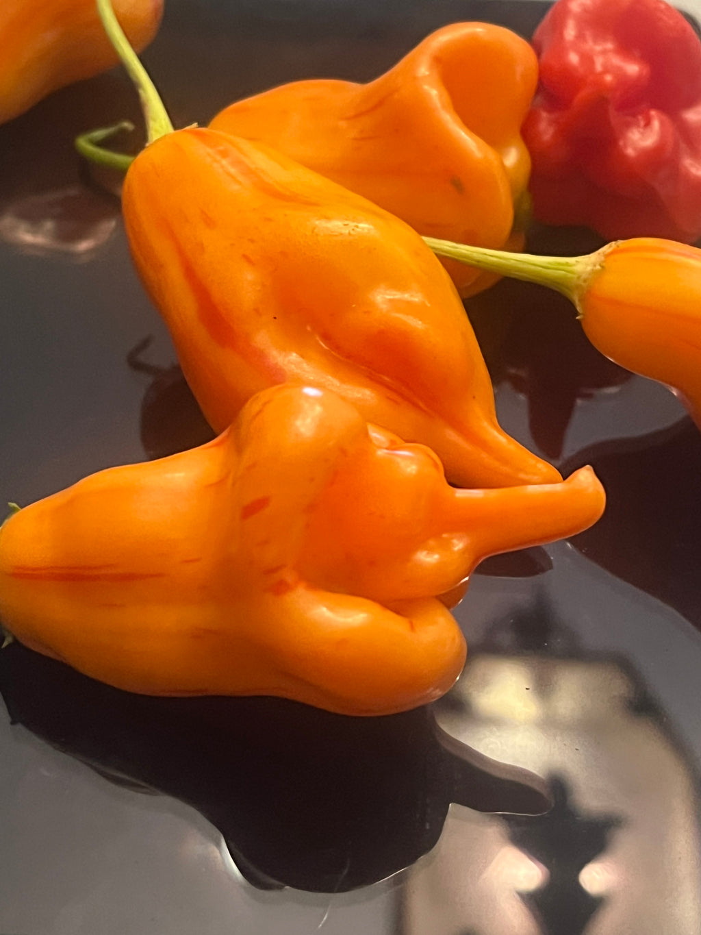 Tangerine tigers seeds